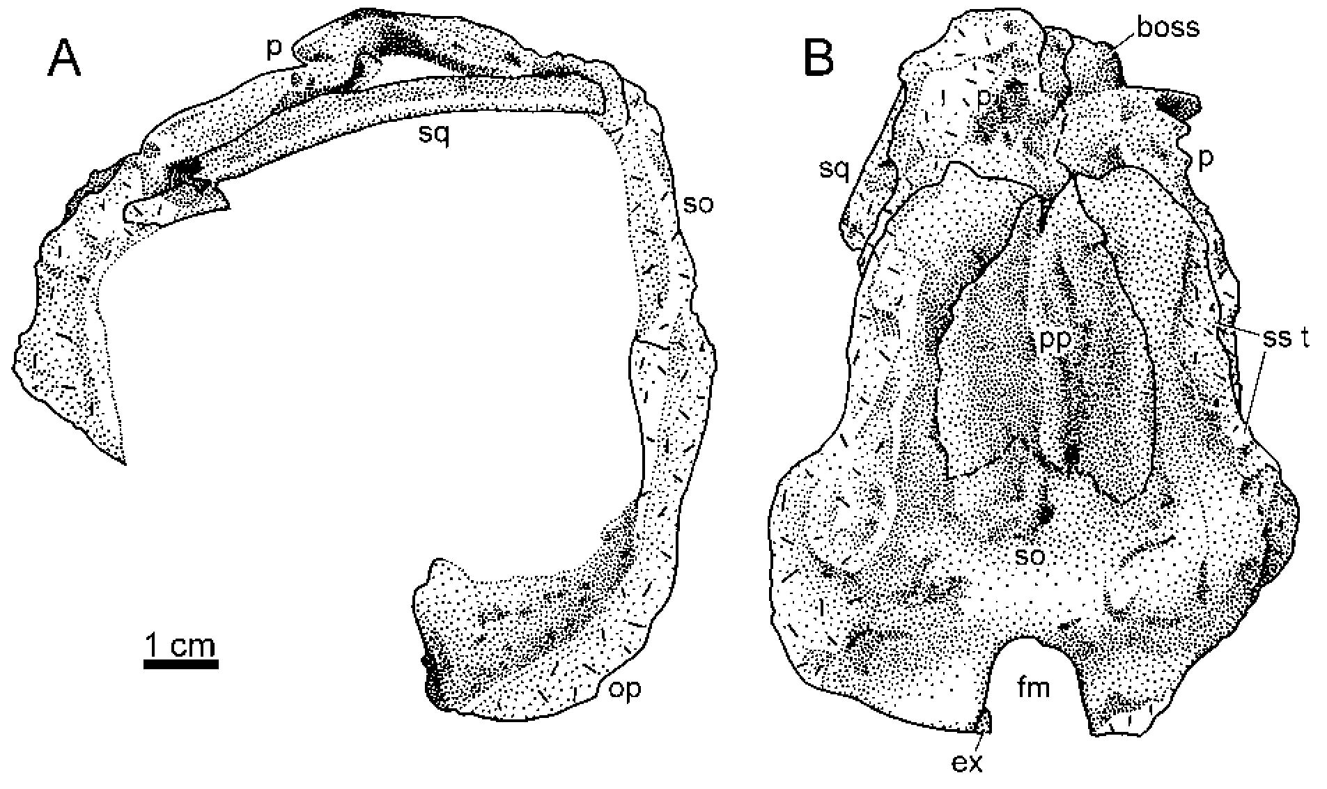 Suborbita (PDF) A new dicynodont therapsid from the lowermost Beaufort Group ...