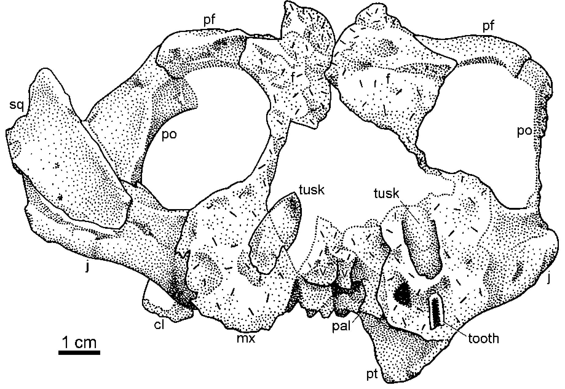 Suborbita (PDF) A new dicynodont therapsid from the lowermost Beaufort Group ...
