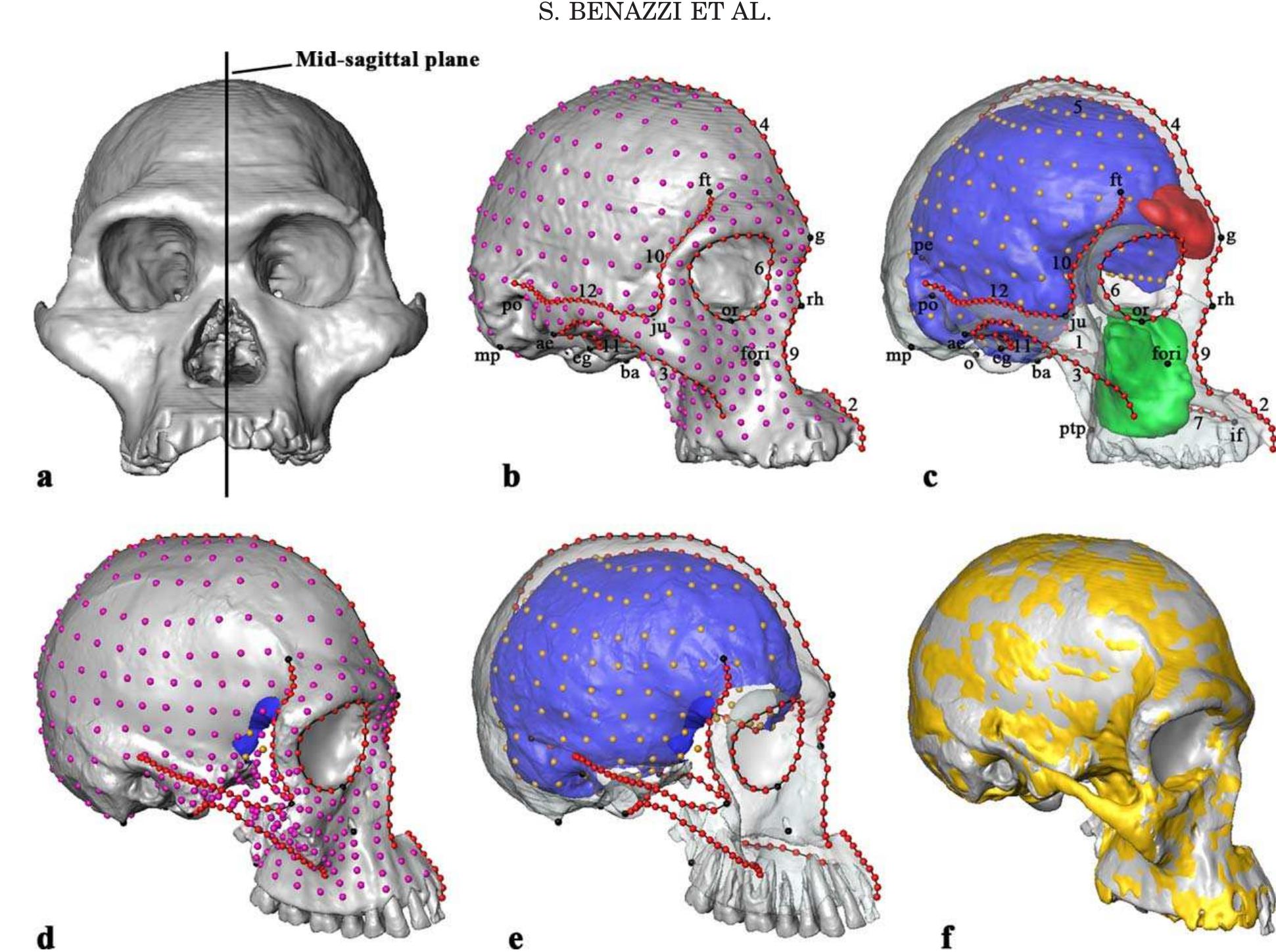 (a) mid-sagittal plane computed for the australopithecus