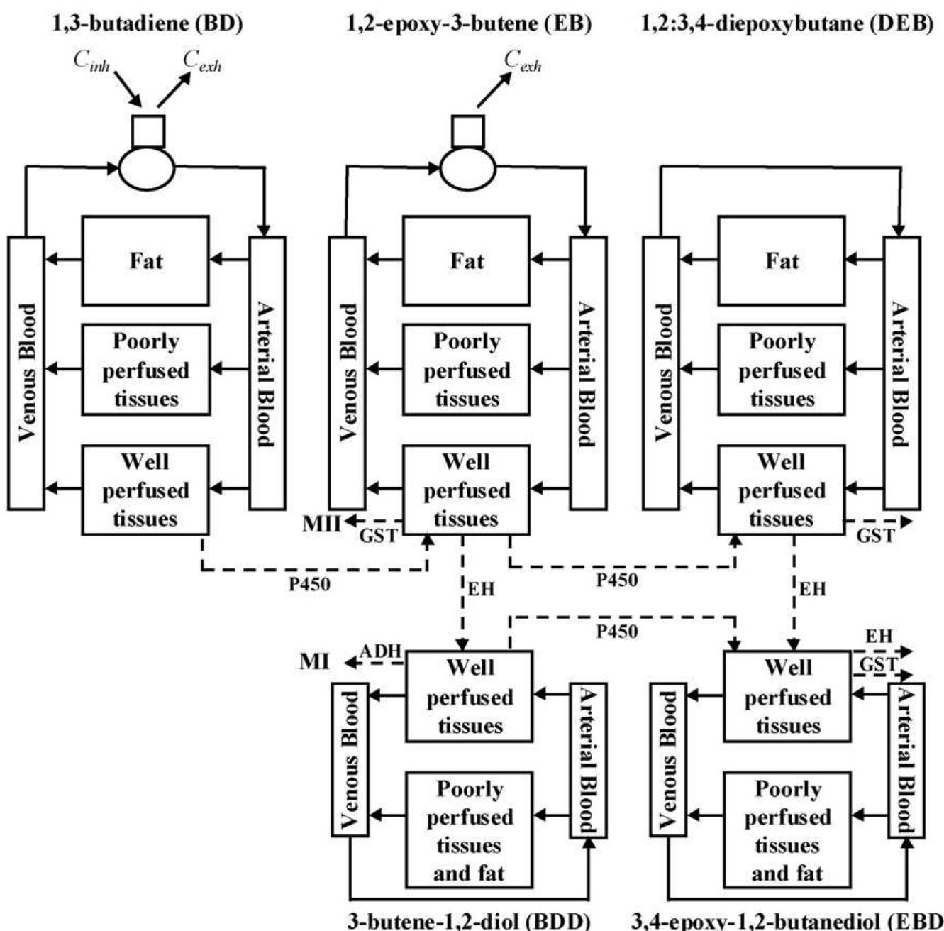 (PDF) Development of a physiologically based toxicokinetic model for ...
