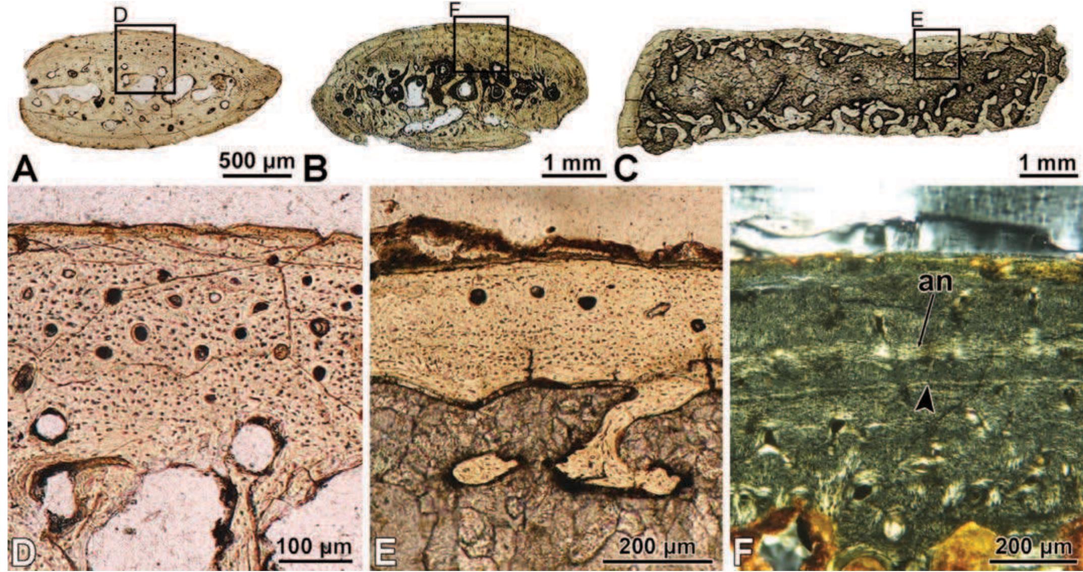 Microanatomy and histology of gasparinisaura cincosaltensis