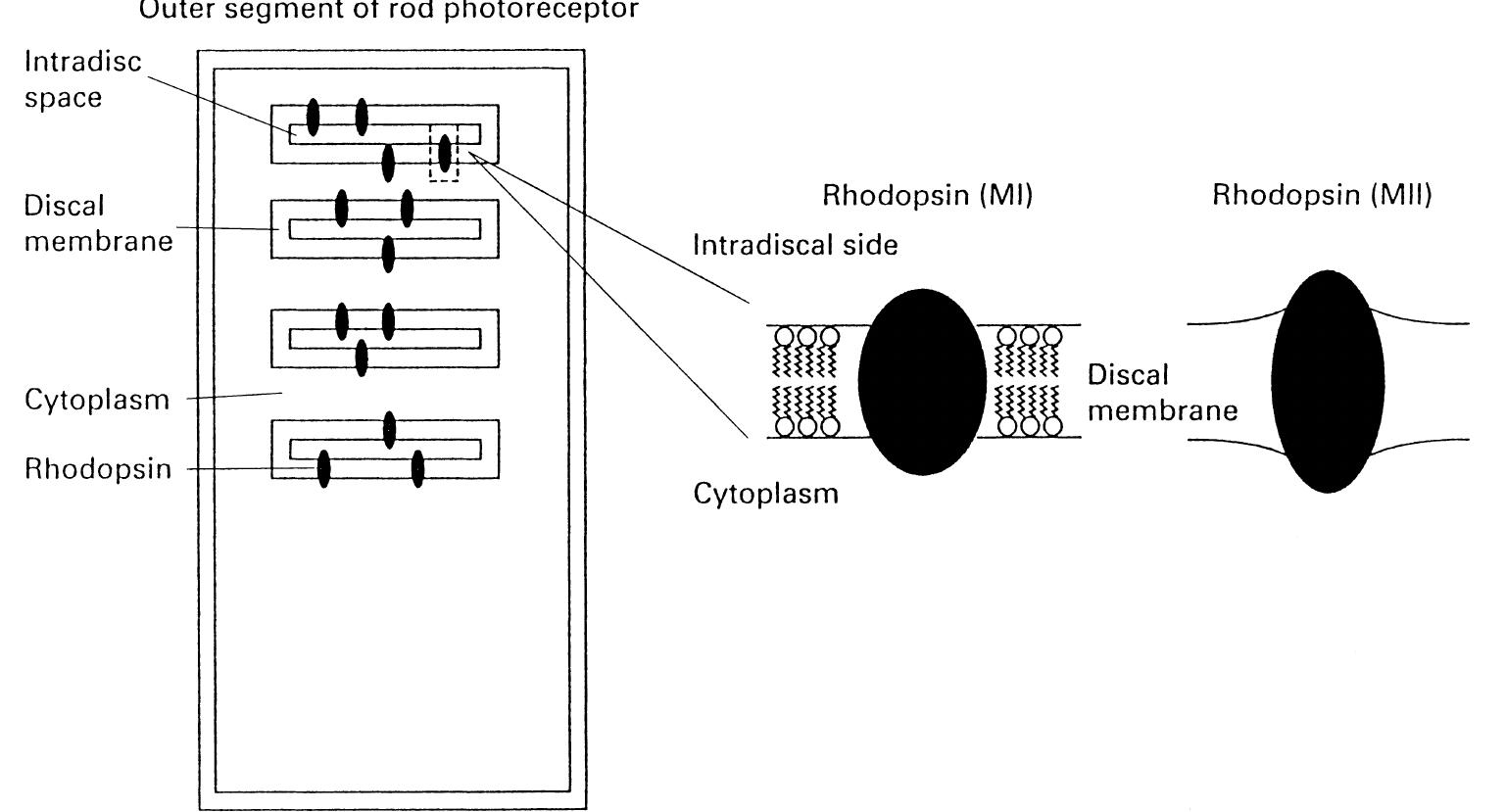 Rods Rhopsin Schematic representation of the rhodopsin molecule in the