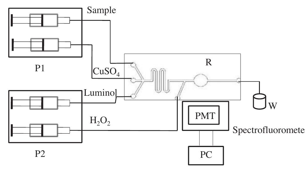 Schematic diagram of the pdms microfluidic chip with