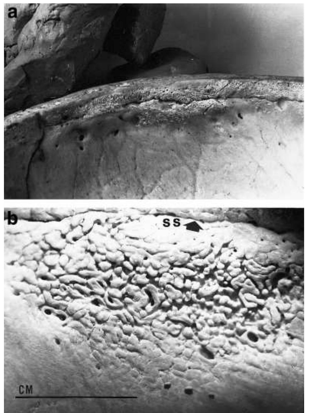 A: photomicrograph of a sagittal section of ses. note 1)