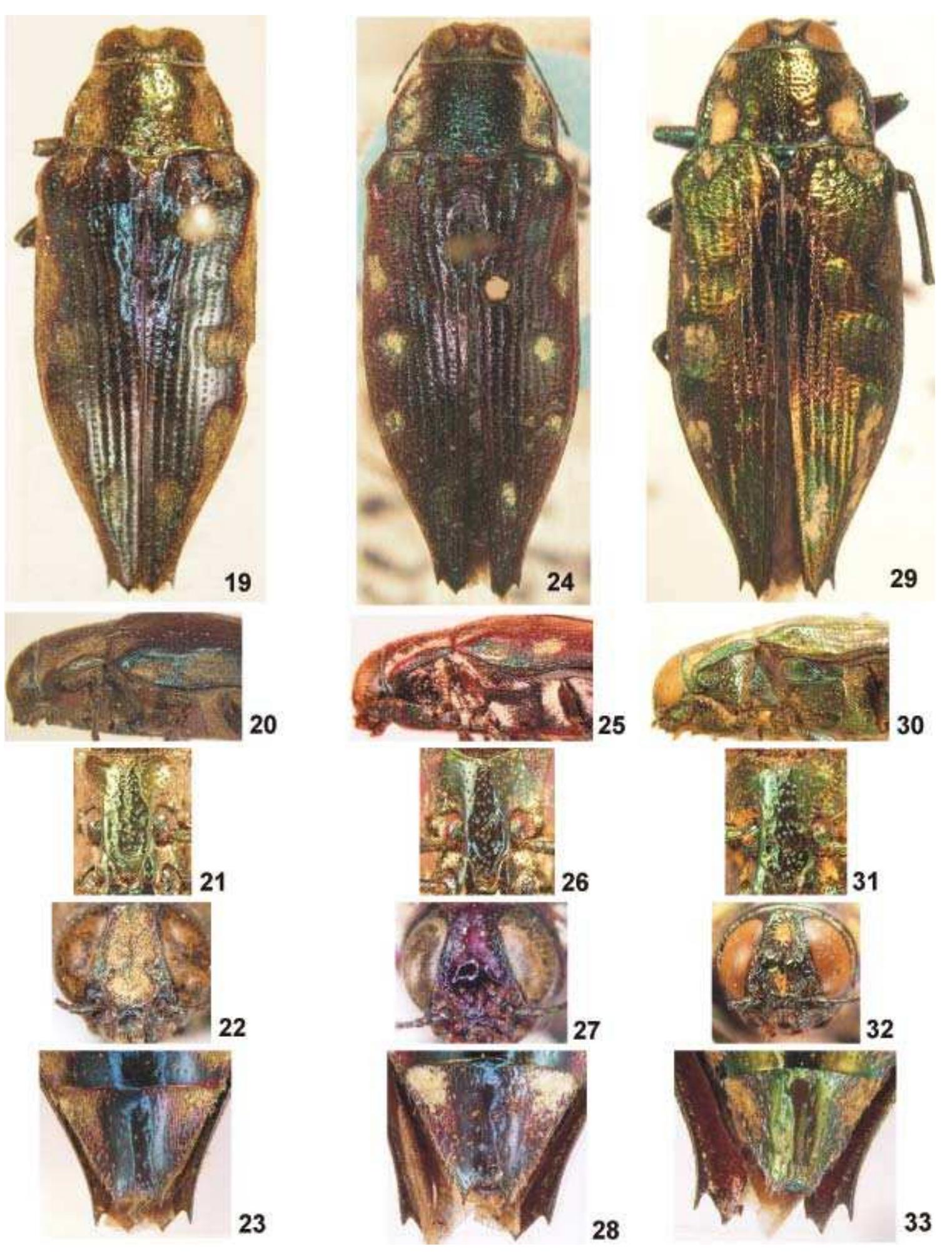 Haplotrinchus Inaequalis (PDF) A study on the tribe Poecilonotini, with a revision of the ...