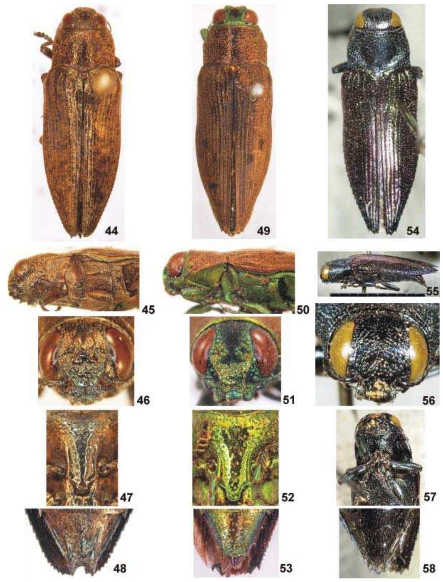 Haplotrinchus Inaequalis (PDF) A study on the tribe Poecilonotini, with a revision of the ...