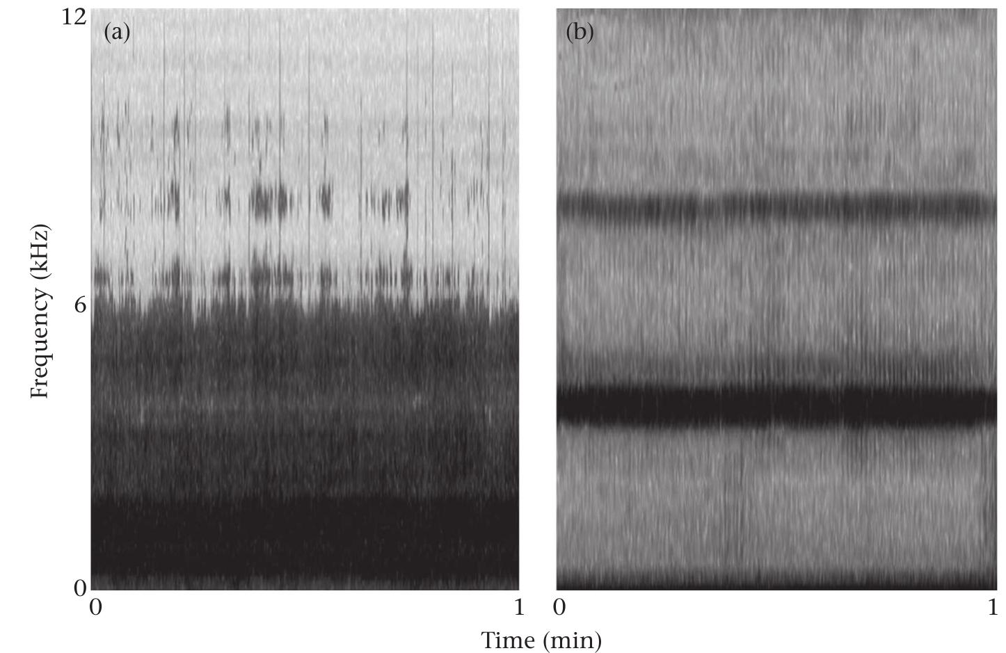 Cricket Spectrogram (PDF) Effects of anthropogenic noise on male signalling behaviour and ...
