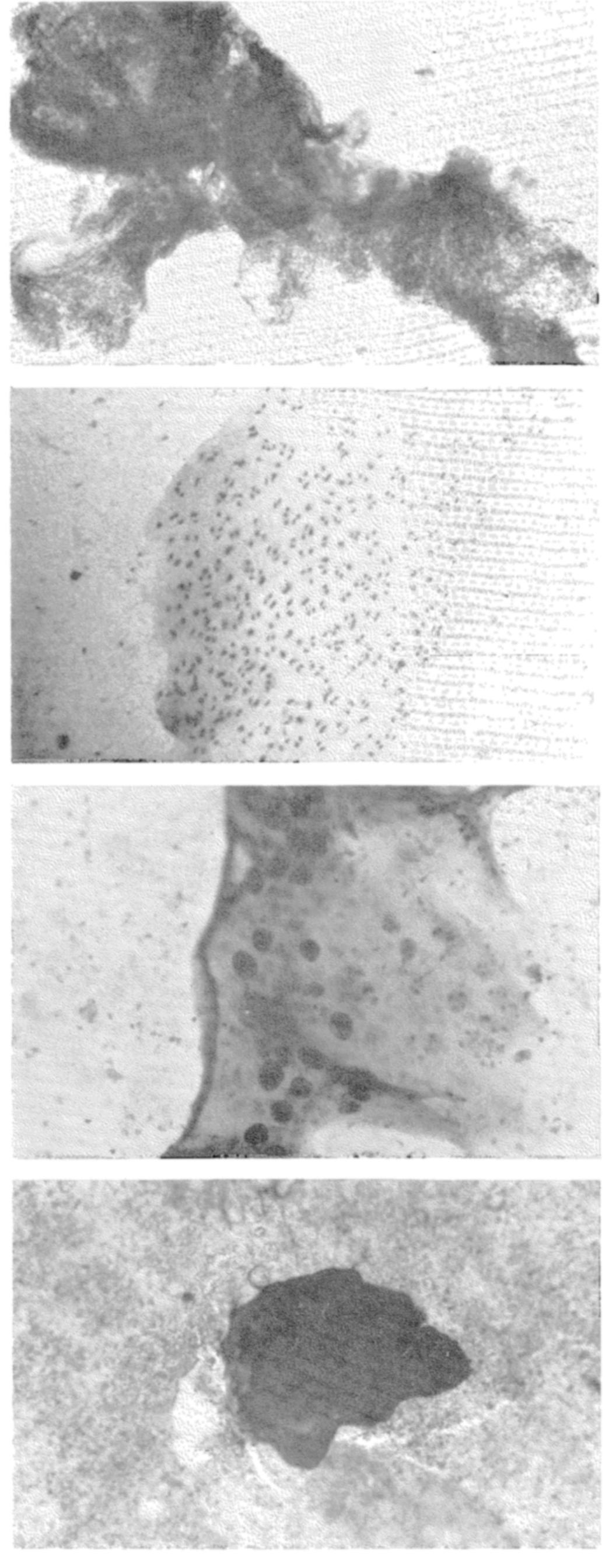 (PDF) Synovial fluid analysis and equine joint disorders