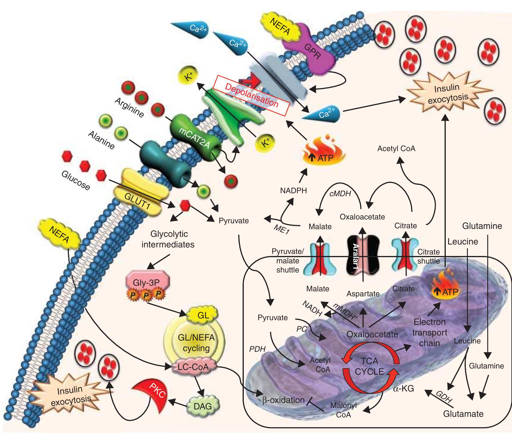 (PDF) Nutrient regulation of insulin secretion and action