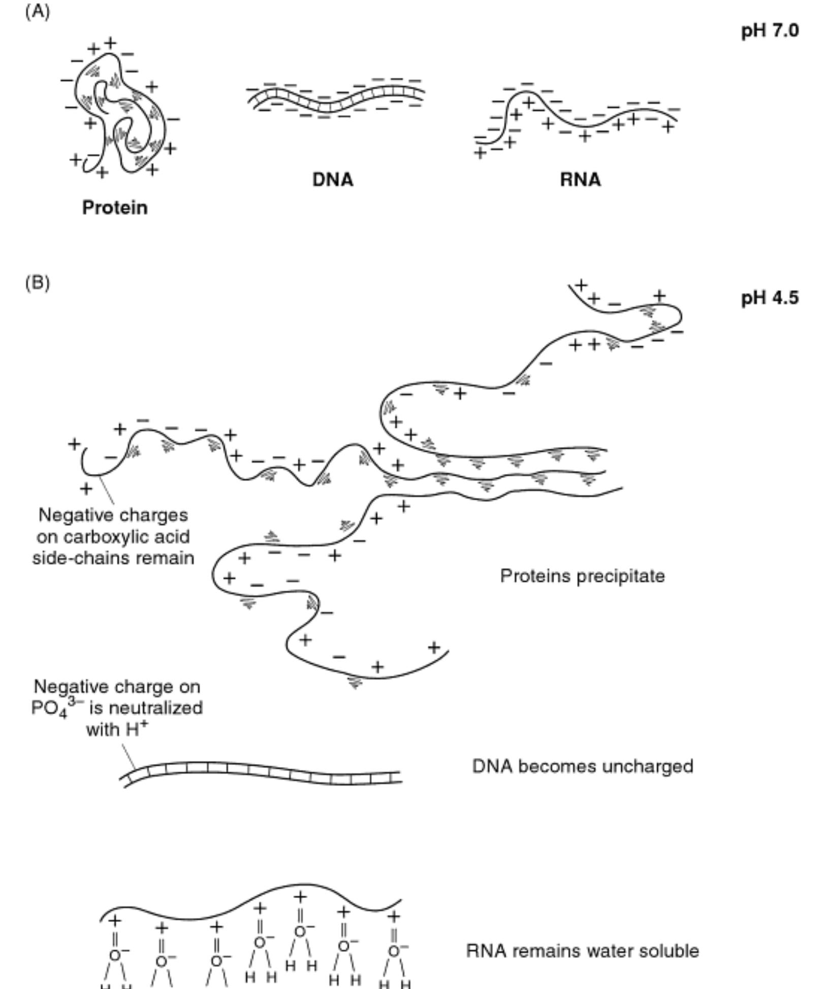 Figure 1 - Phenol-chloroform Extraction