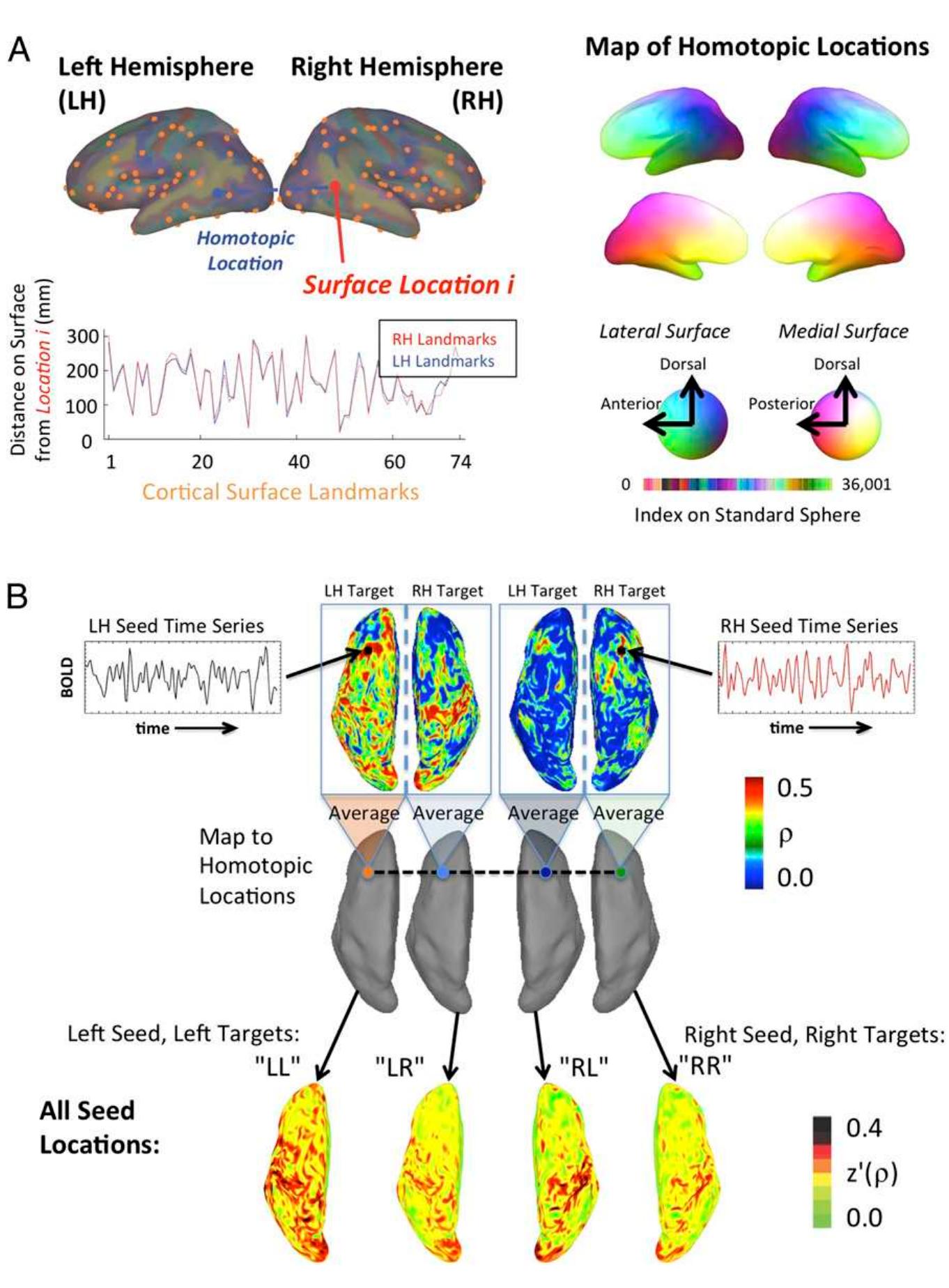 (PDF) Two distinct forms of functional lateralization in the human brain