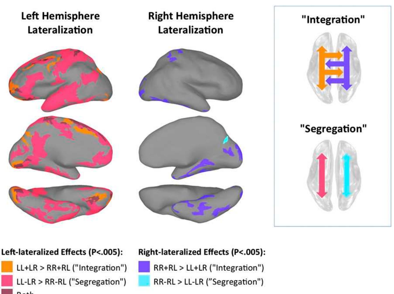 (PDF) Two distinct forms of functional lateralization in the human brain