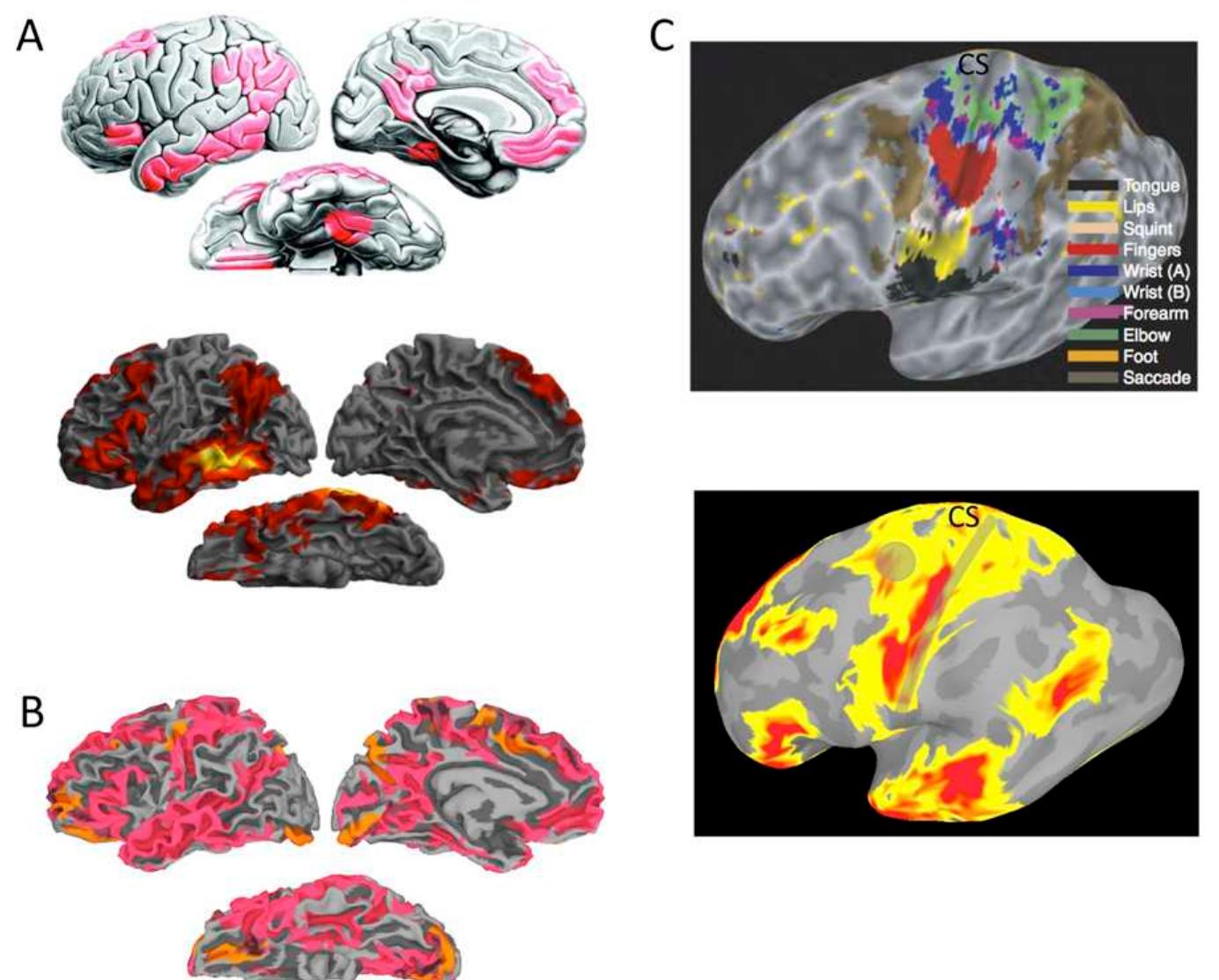 (PDF) Two distinct forms of functional lateralization in the human brain