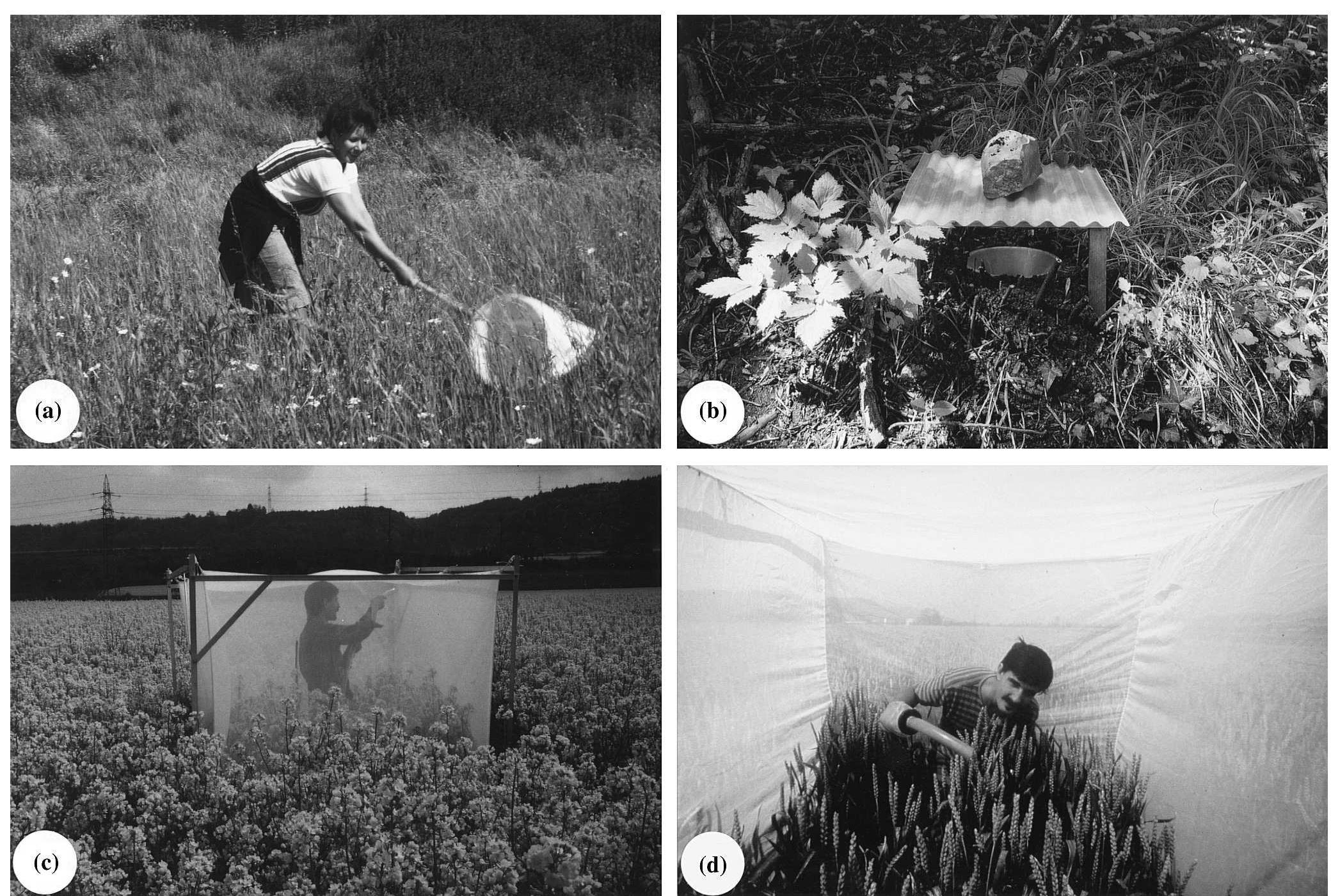 Insect Sampling Methods Technical drawings of the trap designs used in this study.