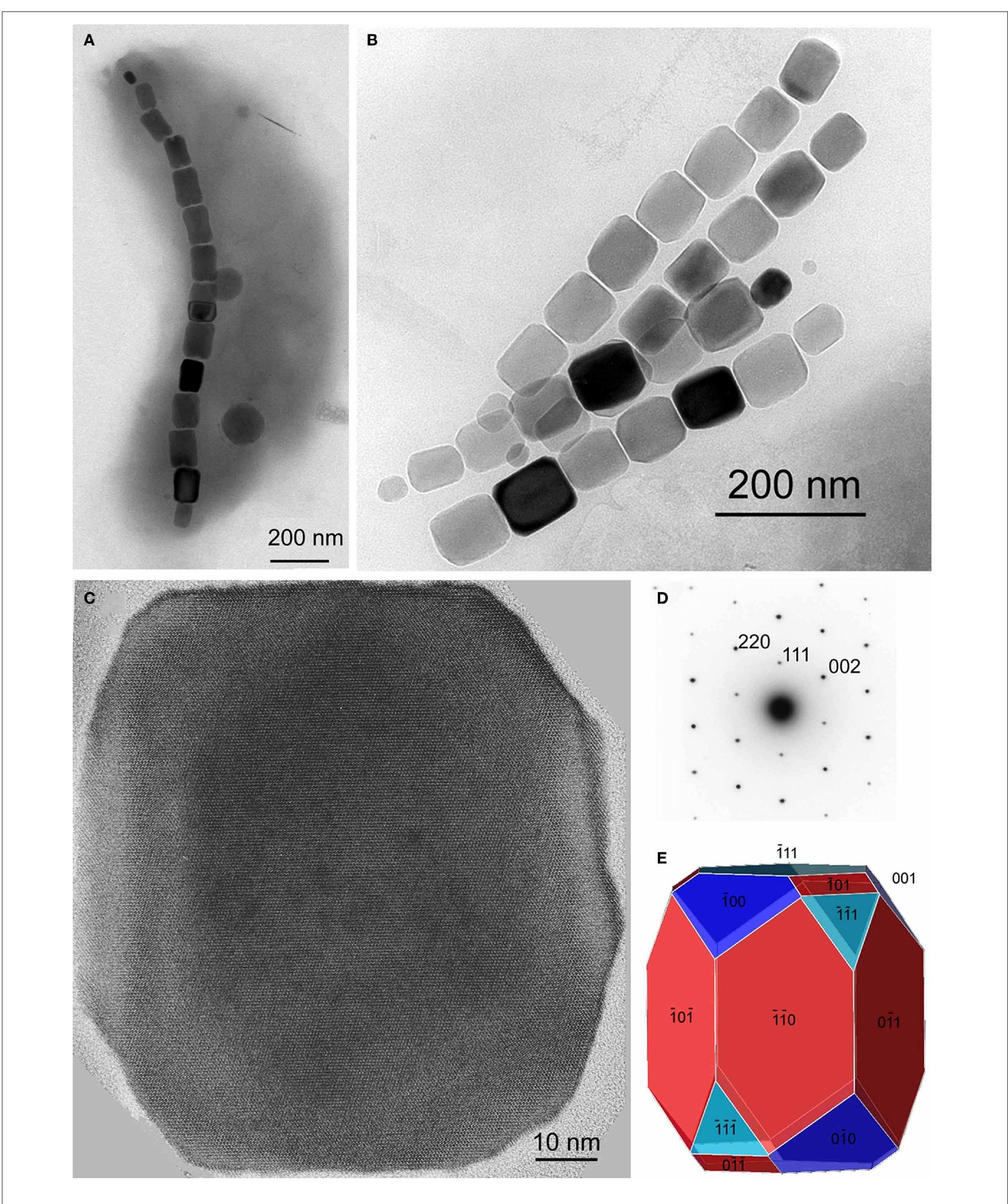 | magnetite magnetosomes with elongated prismatic habits