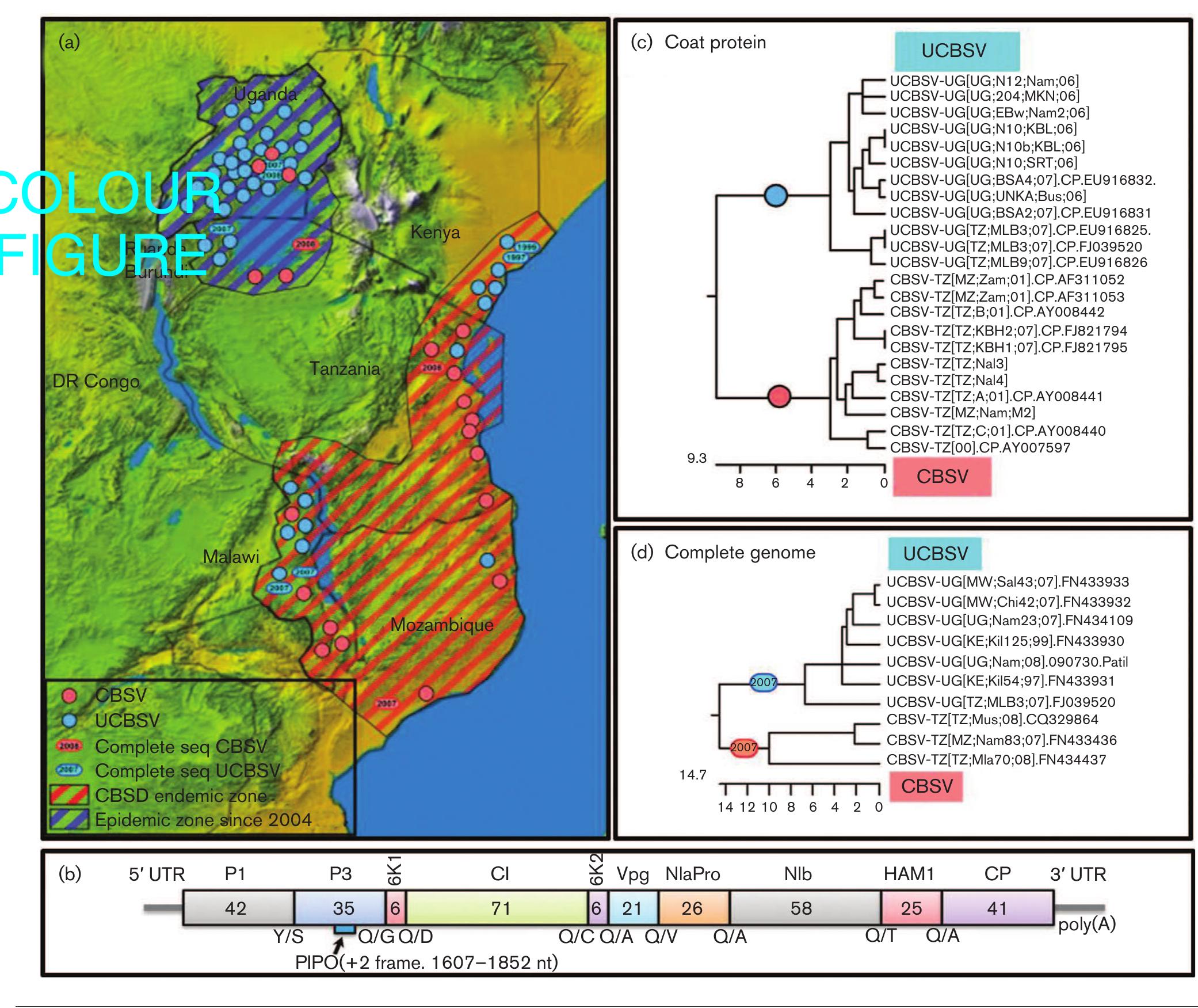 Figure 1 - from Cassava brown streak disease: a threat to