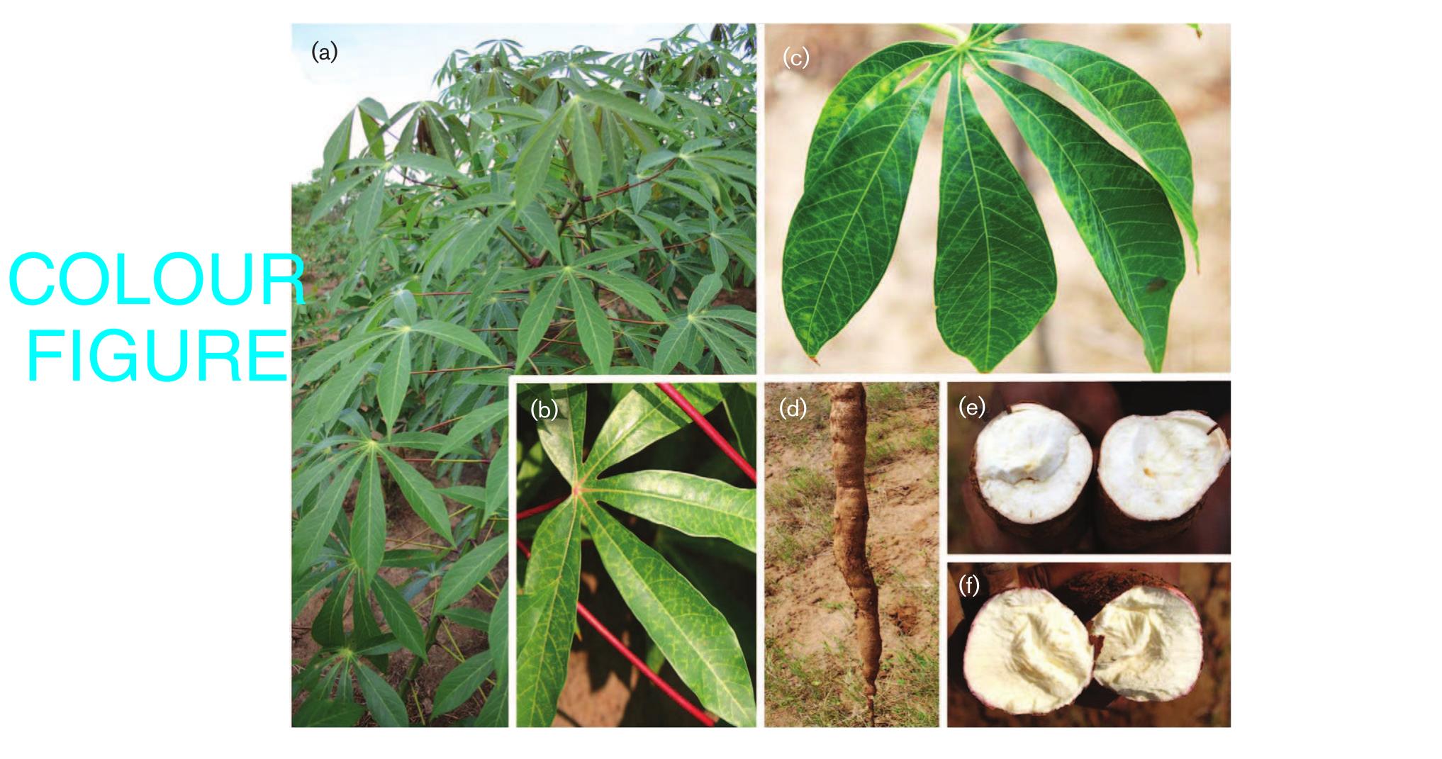 Symptoms of cbsd-tolerant cassava cultivars. (a) very mild