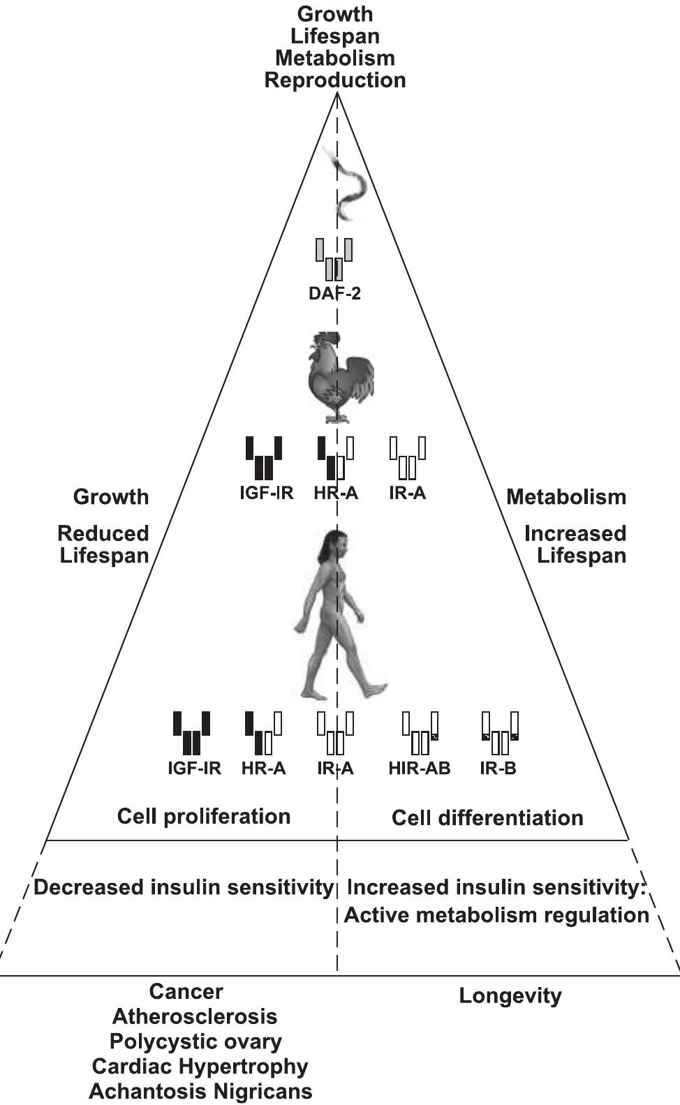 (PDF) Insulin Receptor Isoforms and Insulin Receptor/Insulin-Like ...