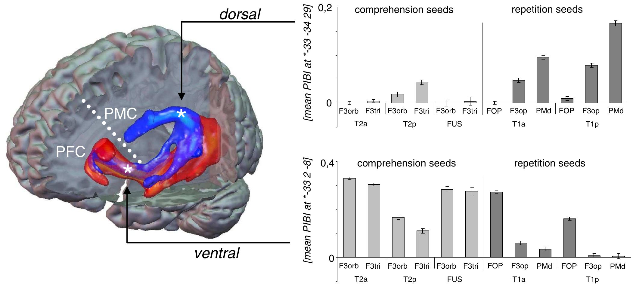 (PDF) Ventral and dorsal pathways for language