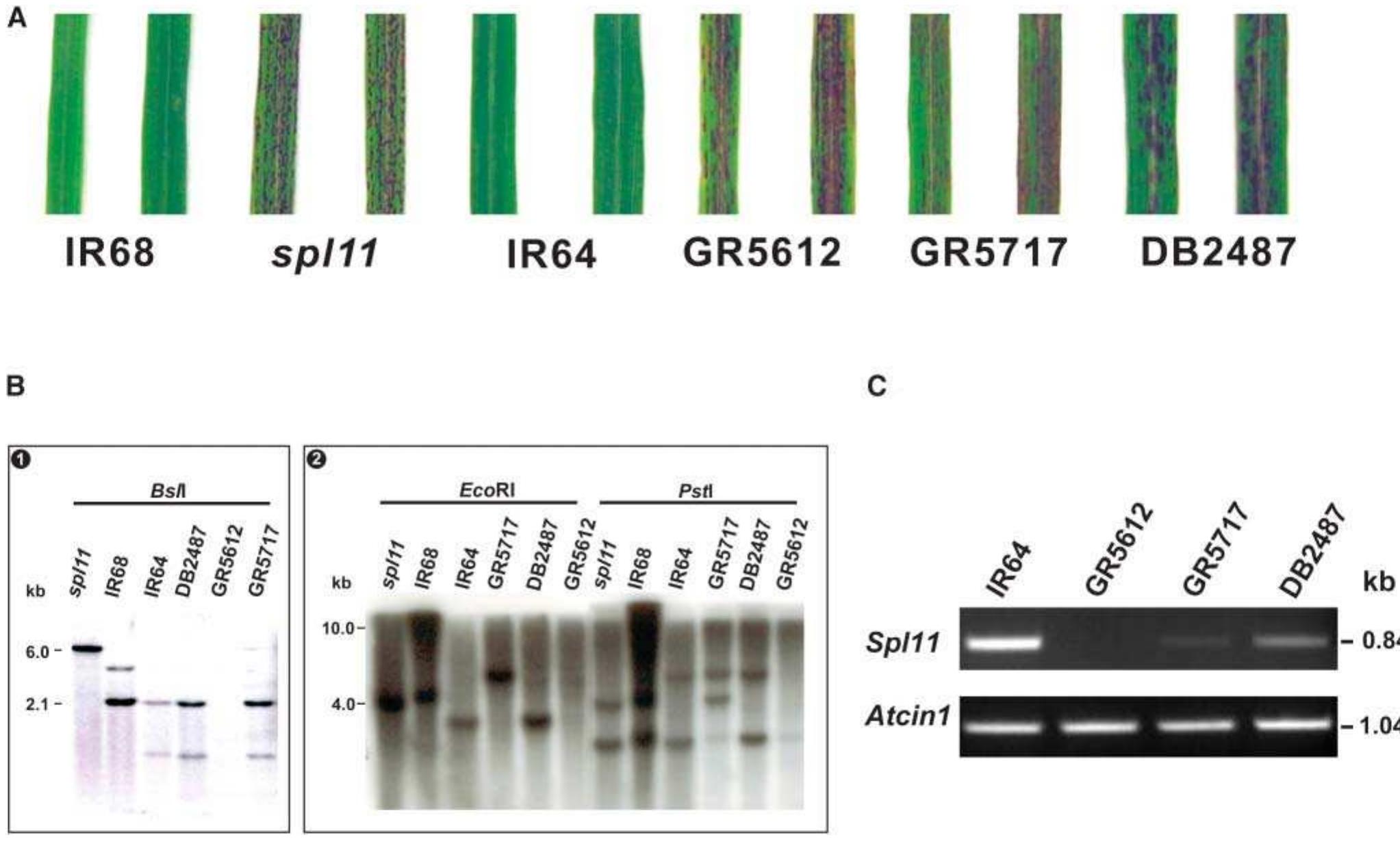 Functional complementation test of the sp/17 candidate gene.