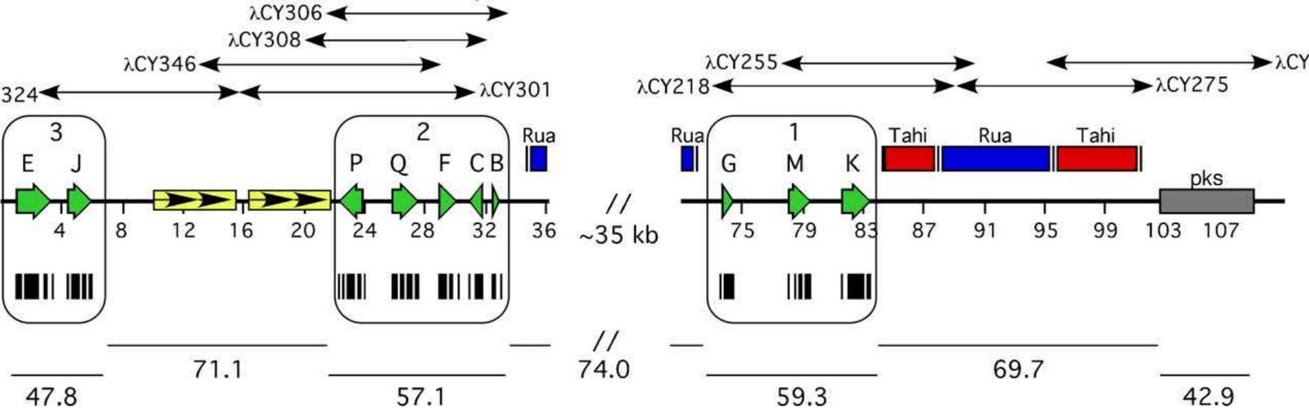 A physical map of the n. /olii ltm locus. the boundaries of