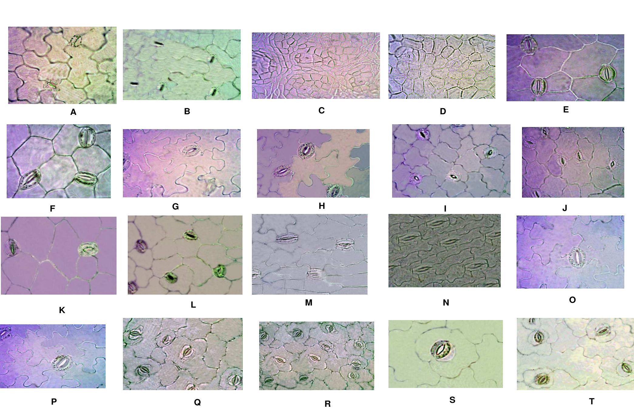 (PDF) Taxonomic potential of foliar epidermal anatomy among the wild ...