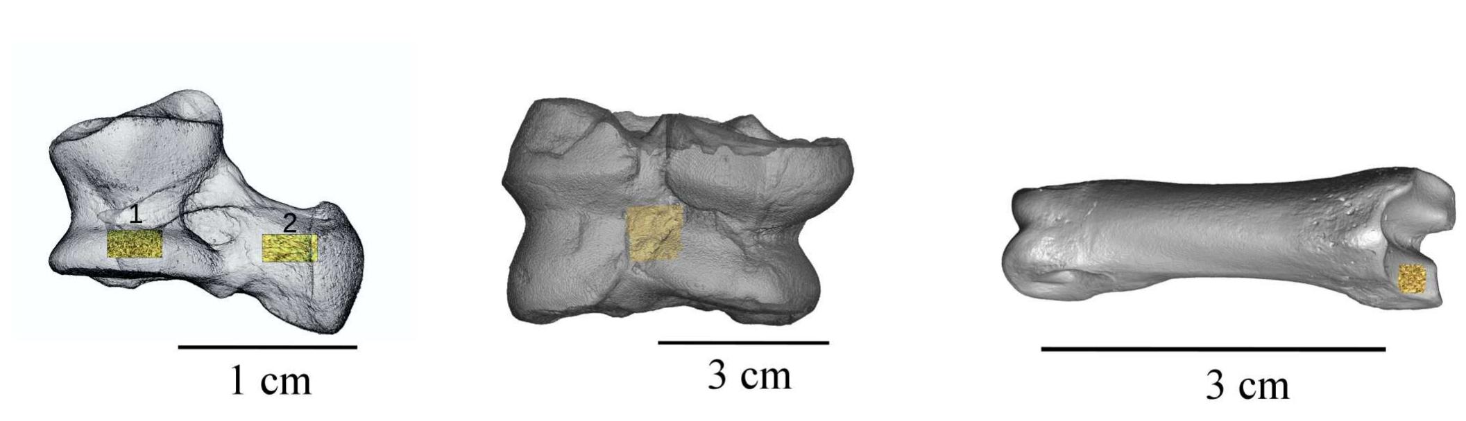 Figure 1. 3D renderings of bone elements subjected to Micro CT analysis. Hatched rectangles on the bone surfaces indi- cate the position of the subvolumes sampled and described in the text. Represented bones are: specimen 1 - red fox talu: (on the left); specimen 3 - pig talus (in the middle); specimen 4 — roe deer first phalanx (on the right).  Special Issue on Digital Zooarchaeology 