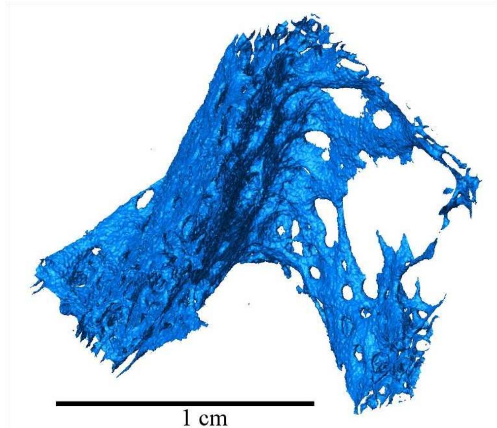 Figure 2. Subvolume extracted from the domestic pig talus showing the trabecular network. The large void in upper right of this image does not allow for a conven- tional measurement of mean trabecular spacing. Never- theless, this part of bone was chosen for the high repro- ducibility across measurement angles. 