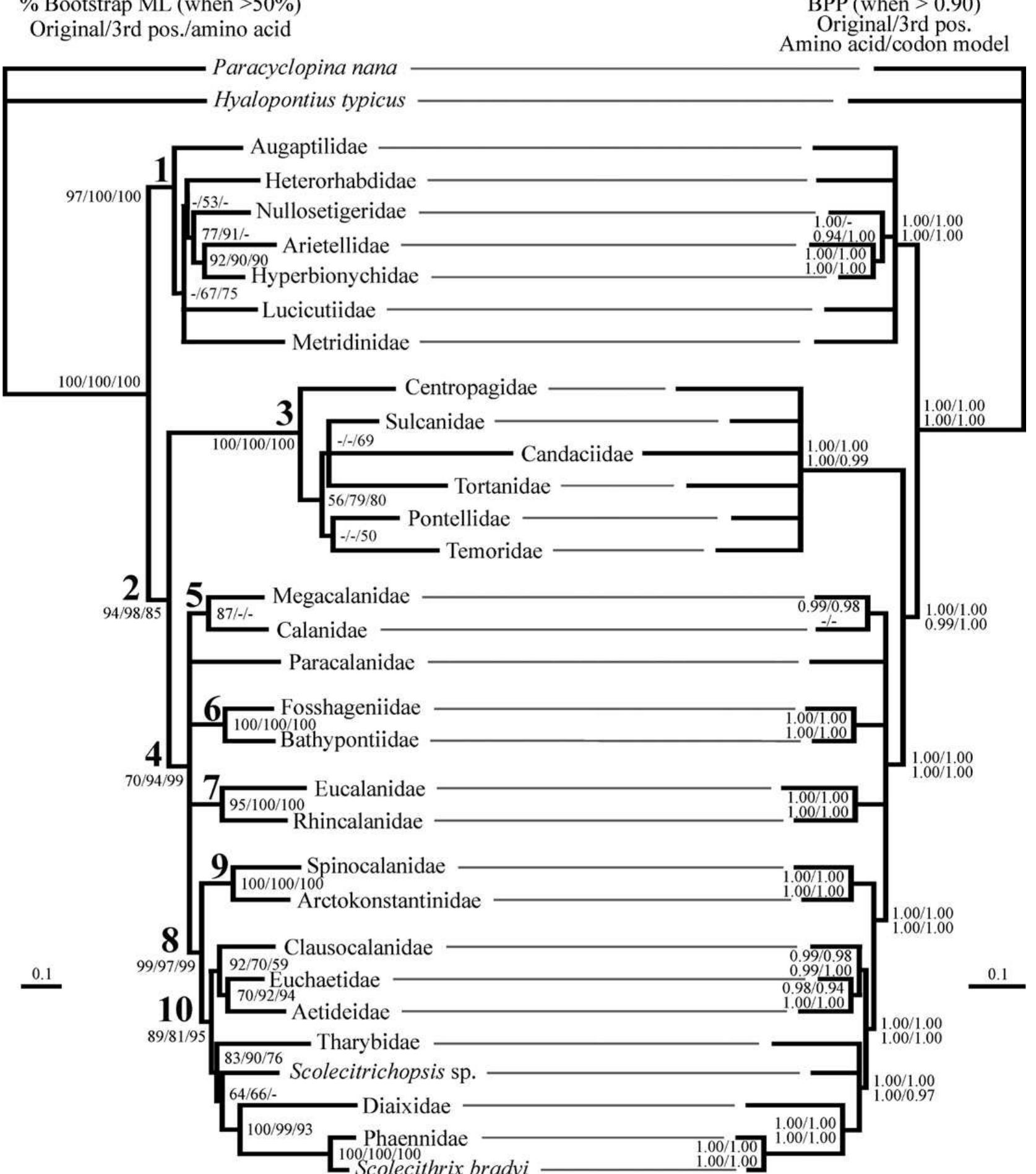 (PDF) Molecular phylogeny of the Calanoida (Crustacea: Copepoda)