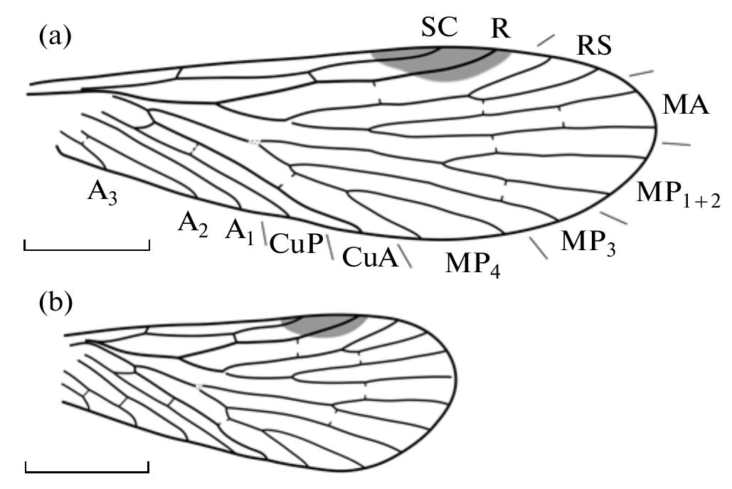 (PDF) Fossil Insects Middle-Upper Permian European Russia