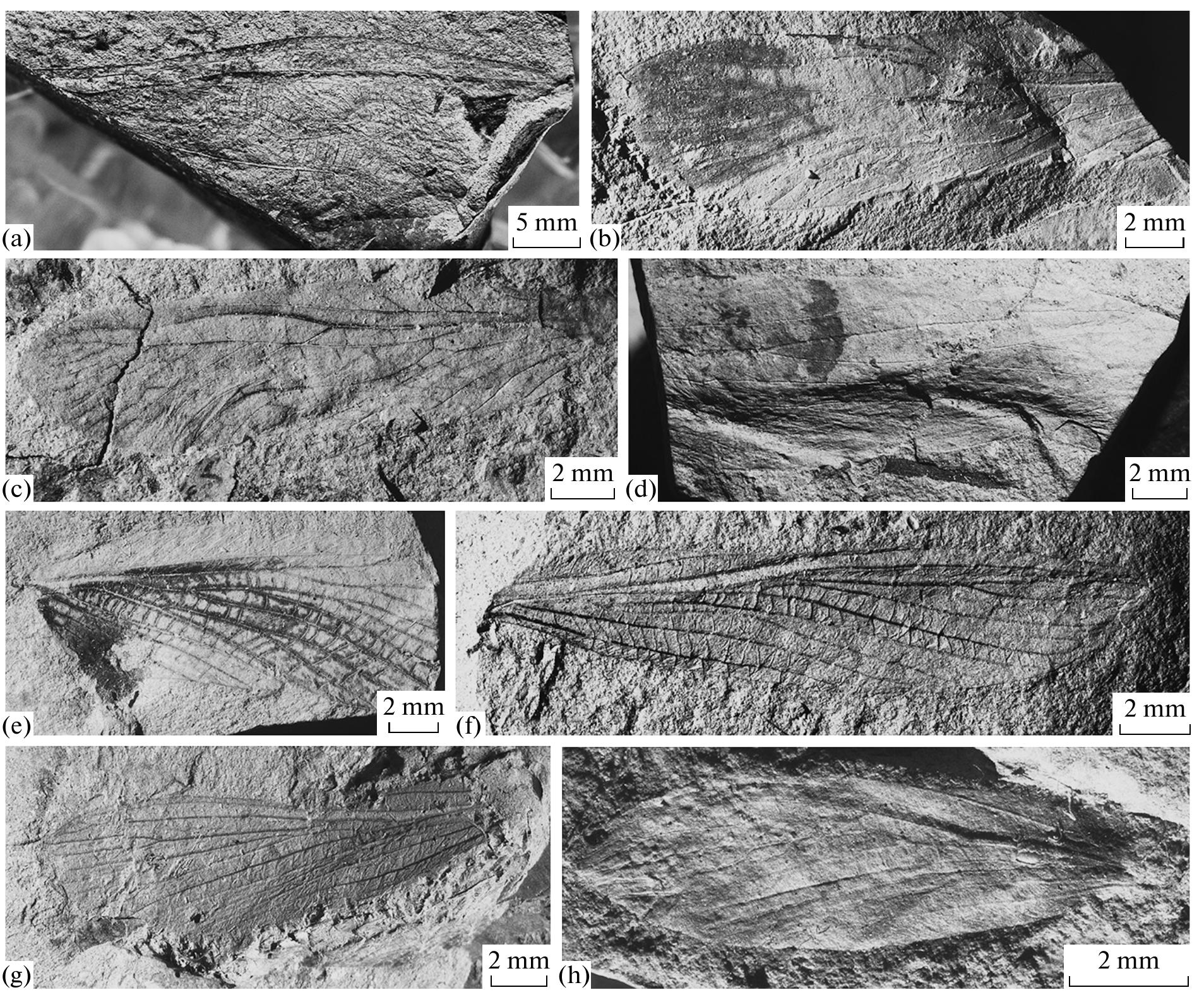 (PDF) Fossil Insects Middle-Upper Permian European Russia