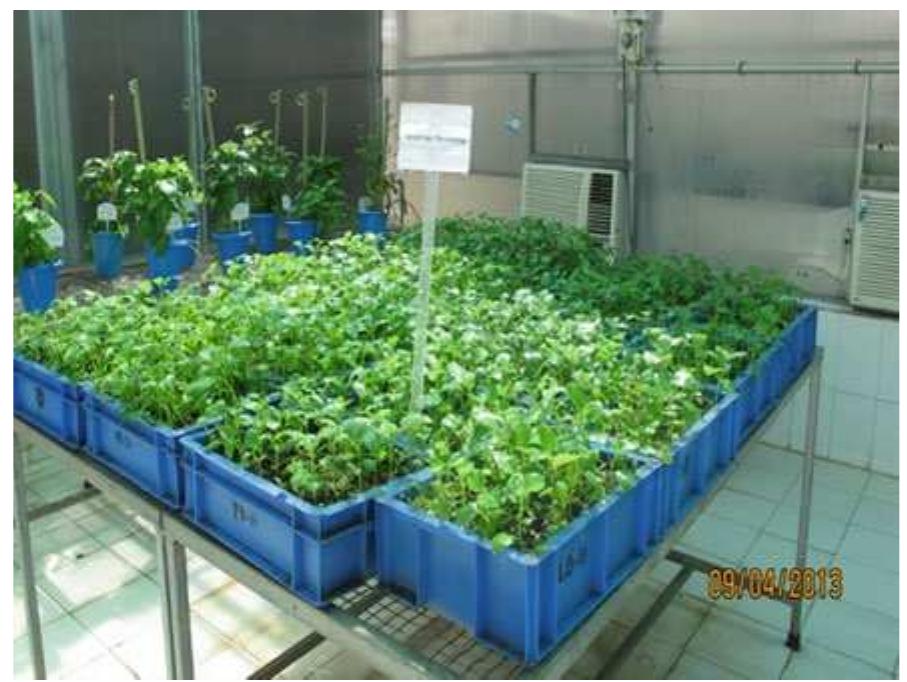 PDF) An ancient medicinal plant at the crossroads of modern