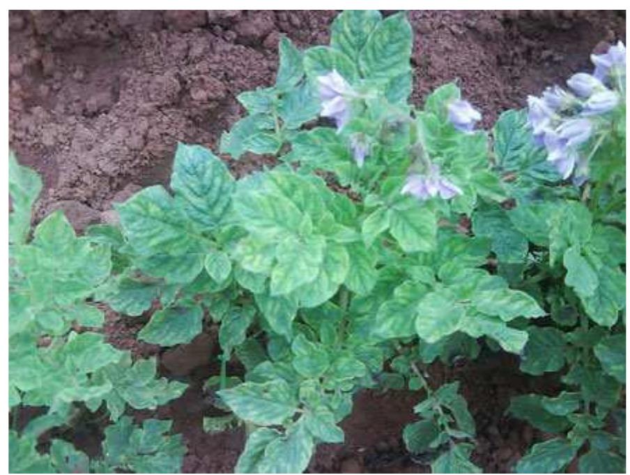 PDF) An ancient medicinal plant at the crossroads of modern