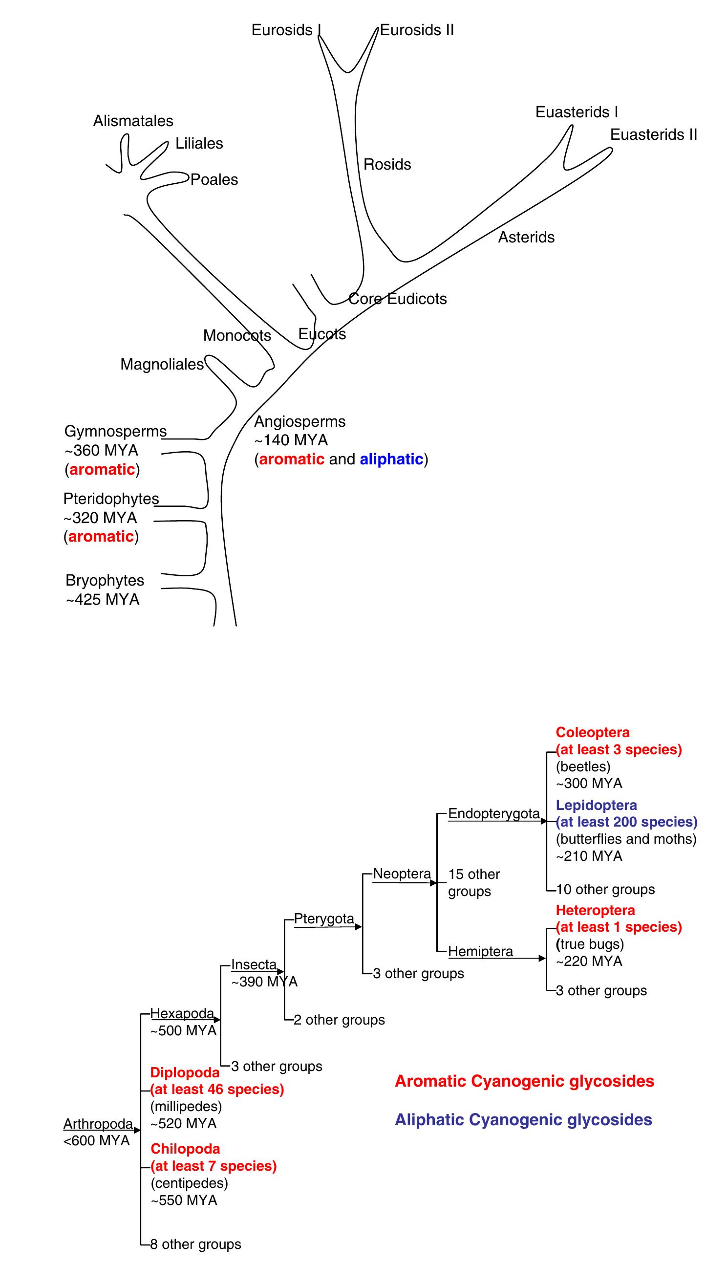 The biosynthetic pathway of the tyrosine-derived cyanogenic