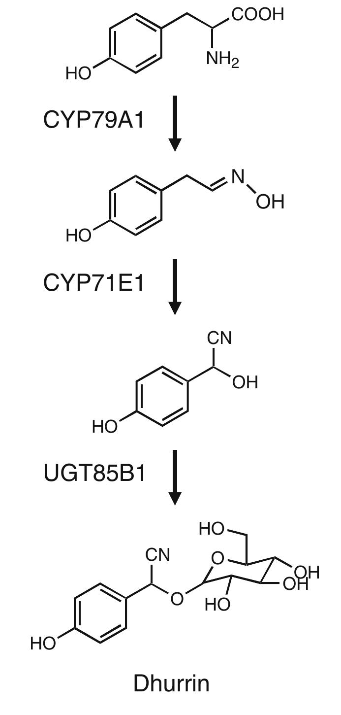 The biosynthetic pathway of the tyrosine-derived cyanogenic
