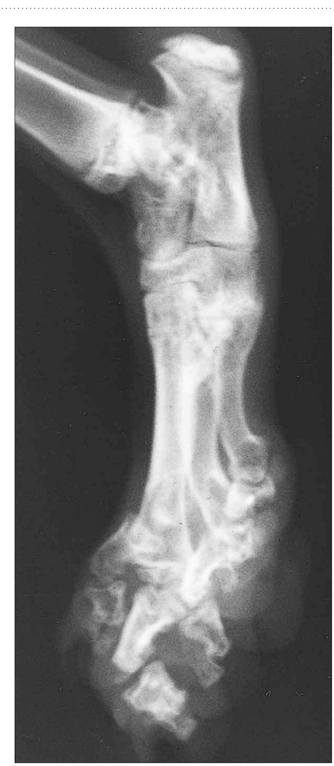Lateral radiograph of the distal hindlimb of the cat in case