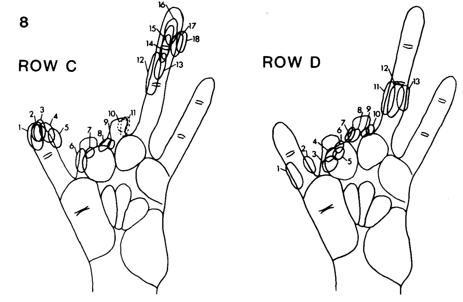 Figure 10 - from Somatosensory cortical map changes