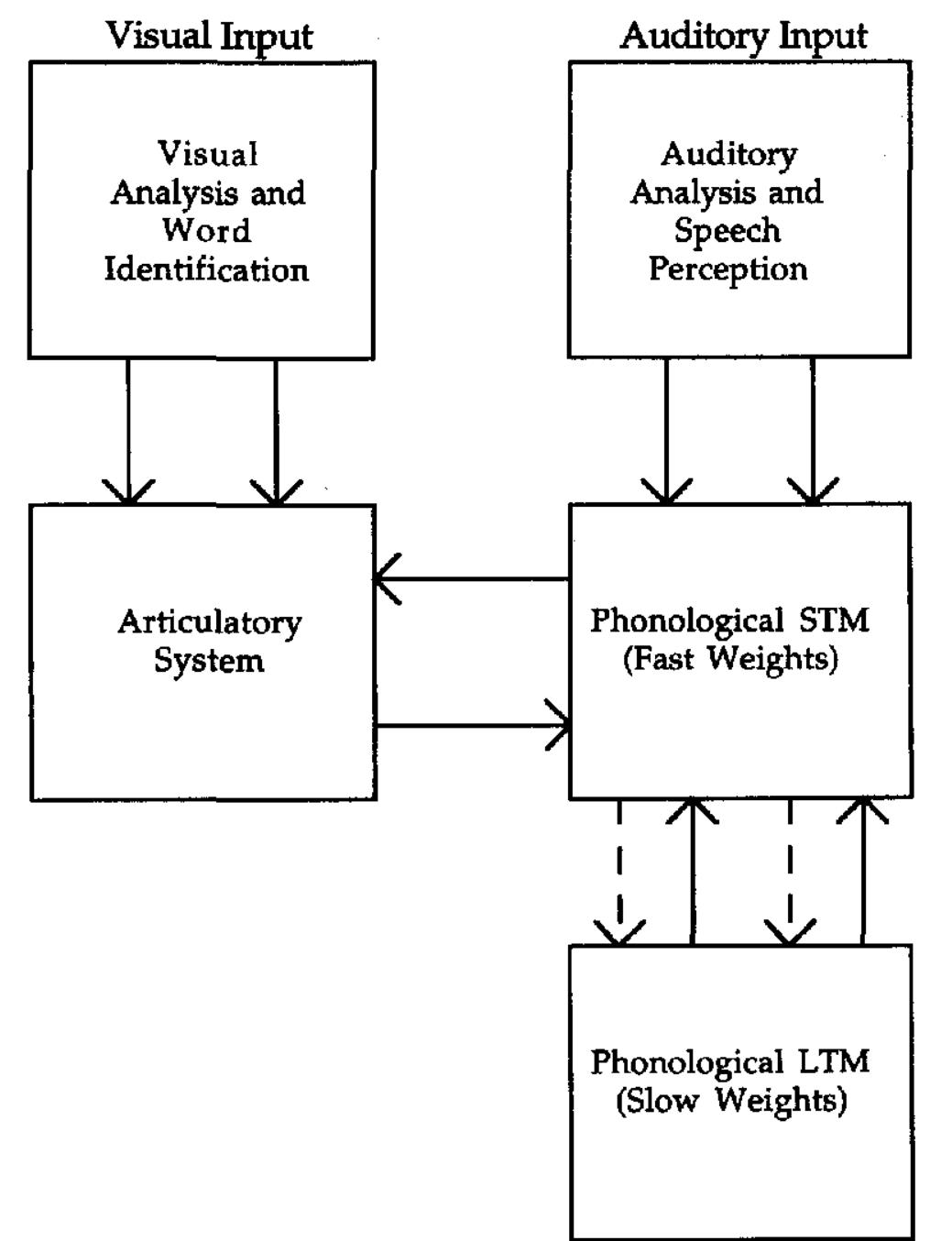 (PDF) The phonological loop as a language learning device