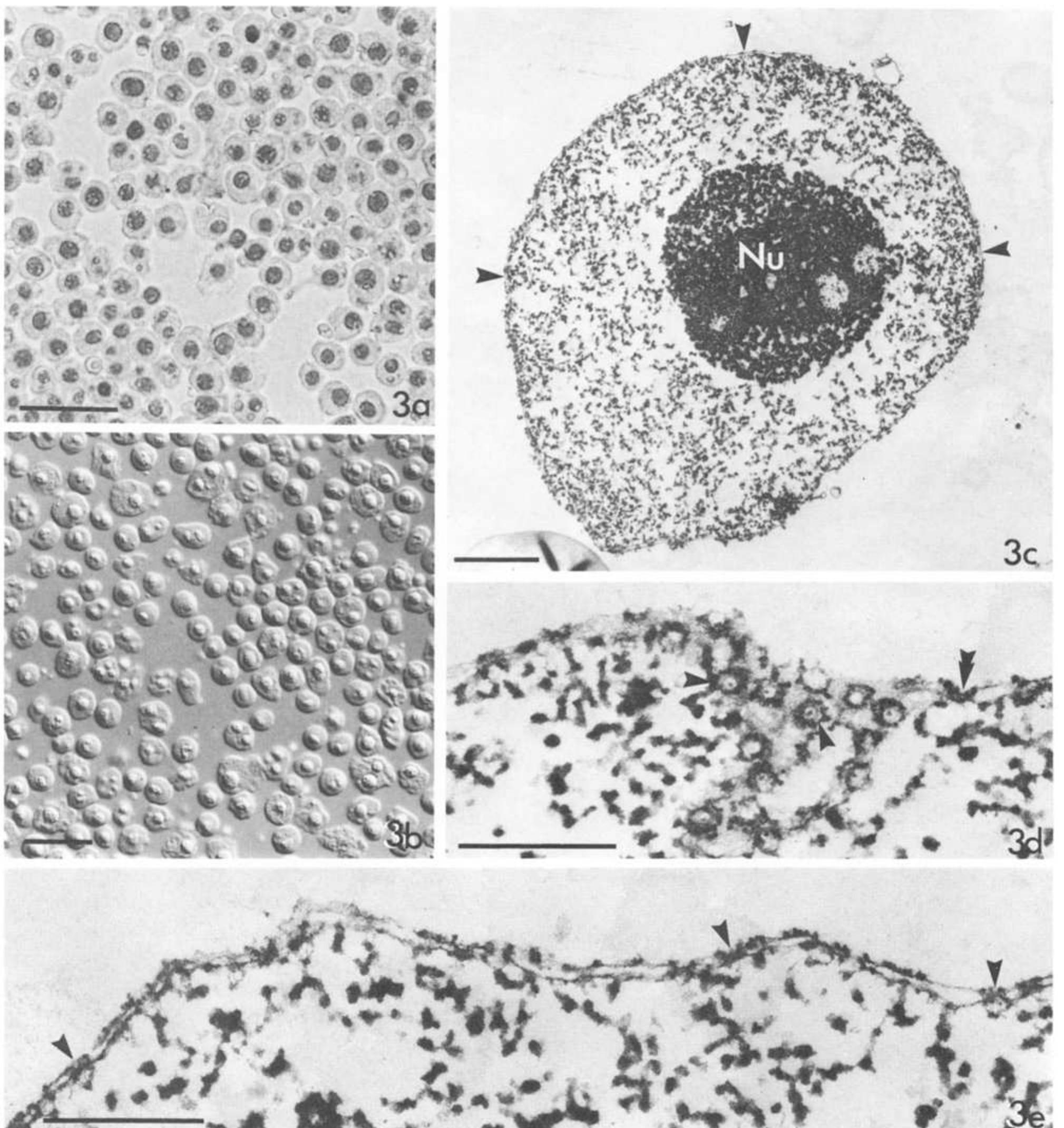 S. 3a-e. morphology of isolated nuclei. a light micrograph
