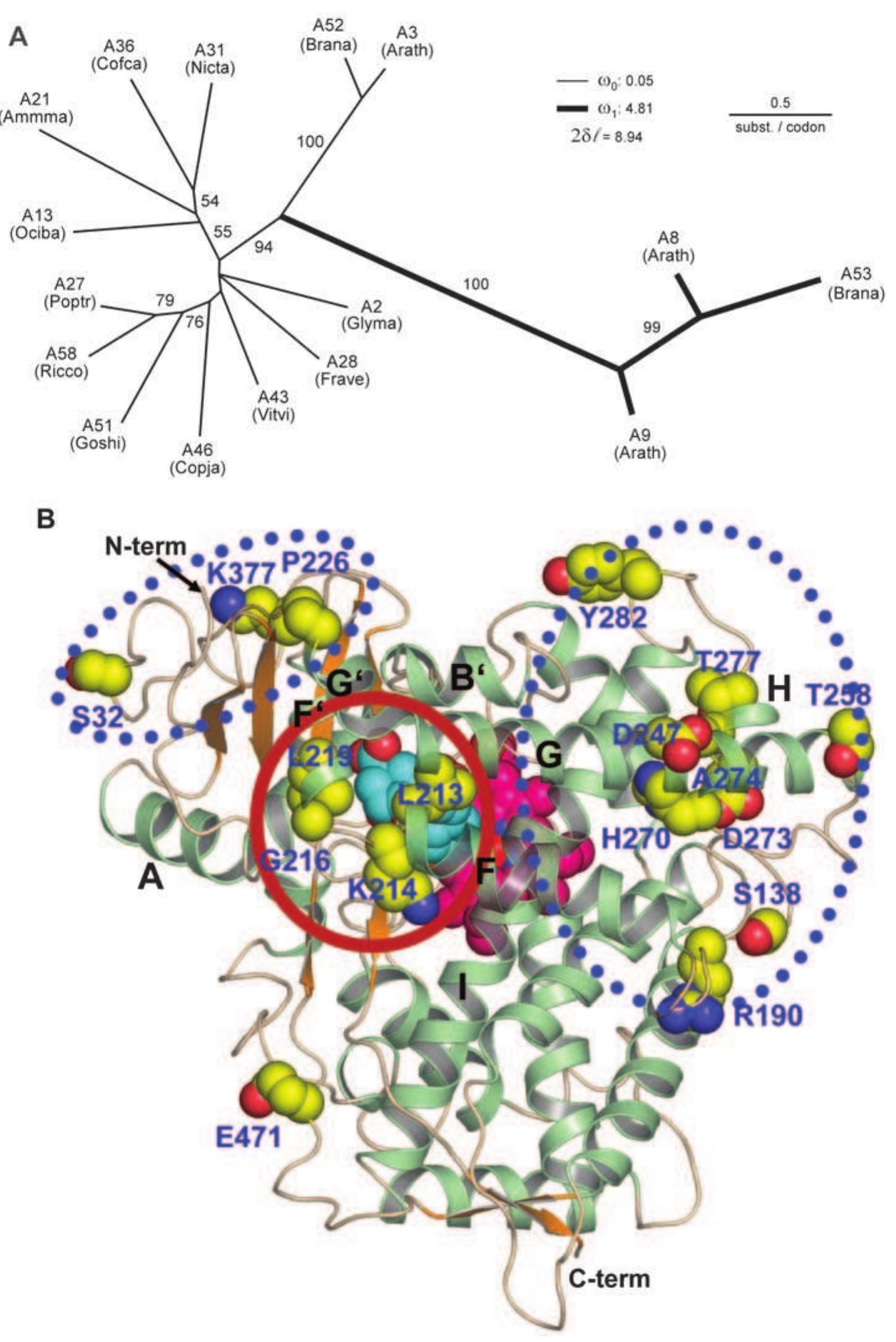 Figure 1 - from Evolution of a Novel Phenolic Pathway for