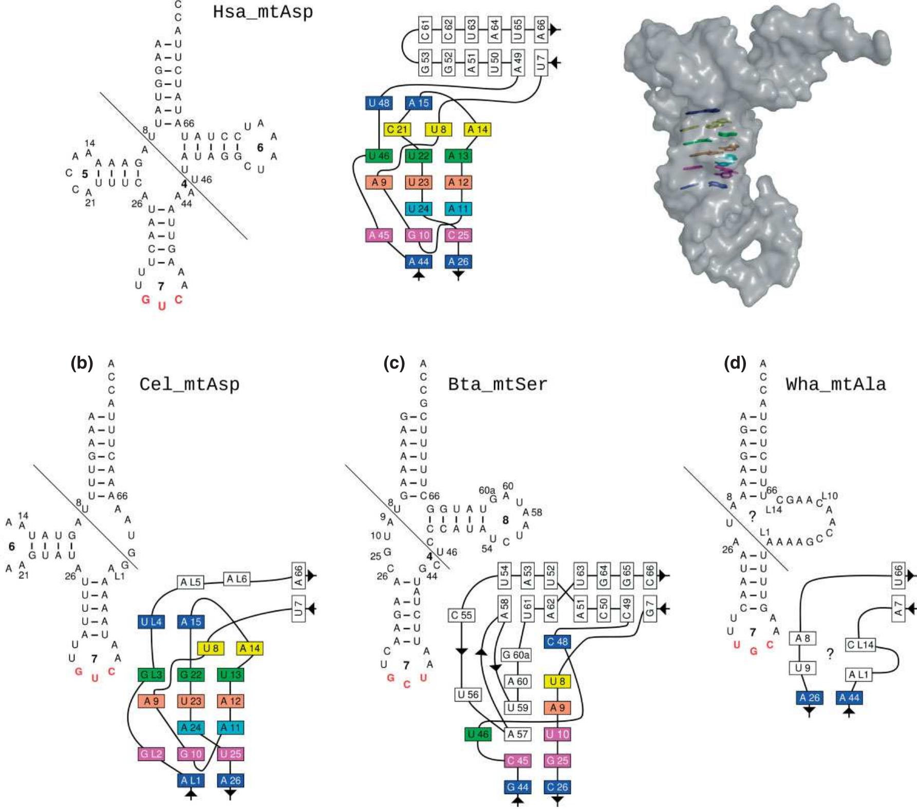 (PDF) Structure of transfer RNAs: Similarity and variability