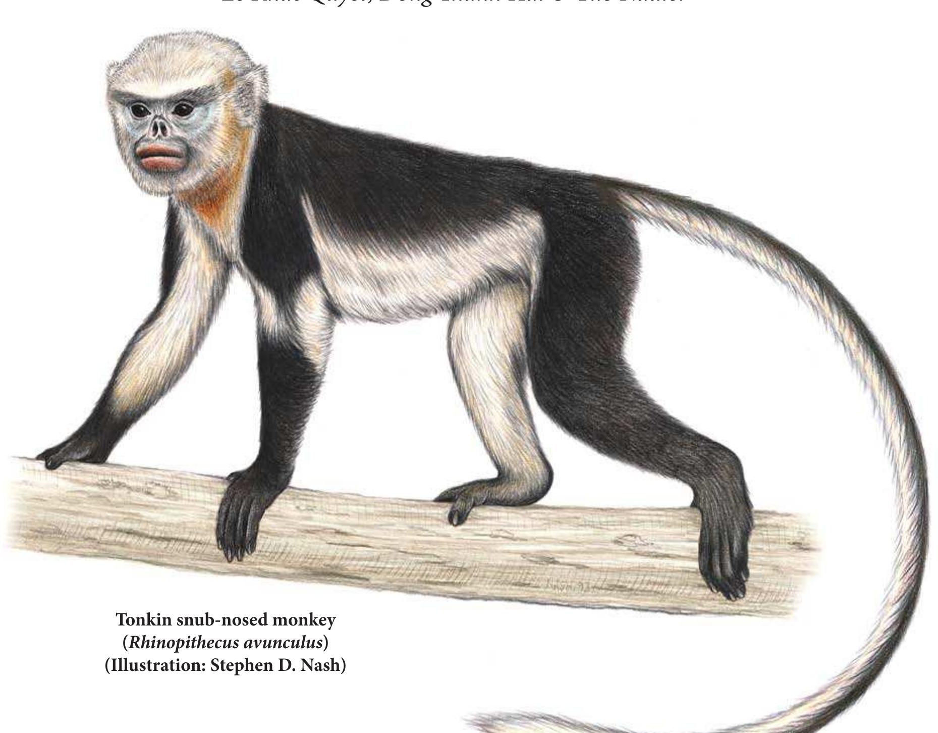 (PDF) Primates in Peril: The World's 25 Most Endangered Primates 2008–2010