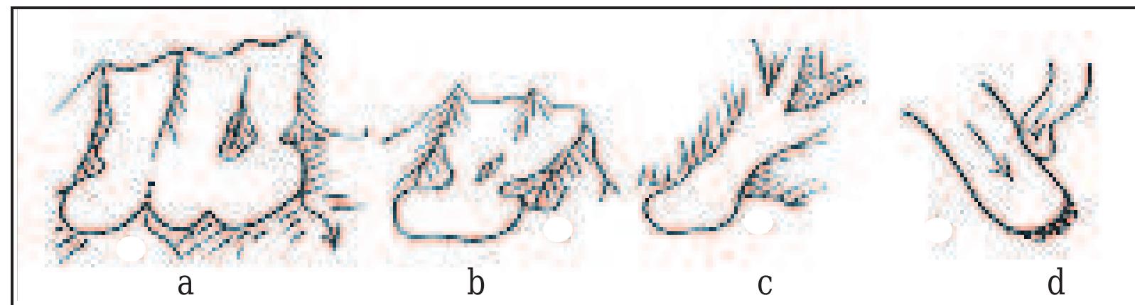 Digit 4 Longitudinal profile 