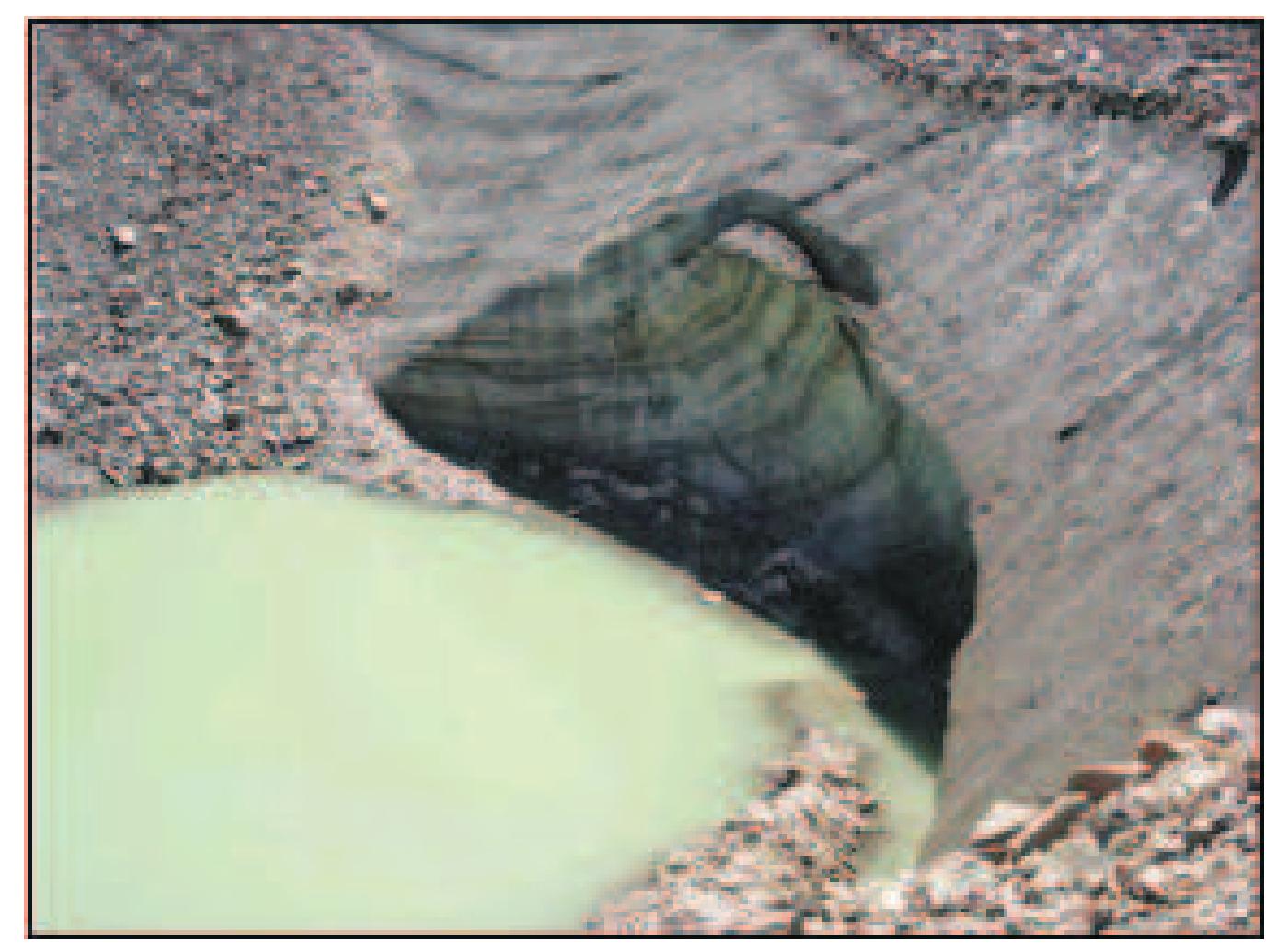 Figure 48: Snout of Panchinala glacier. 