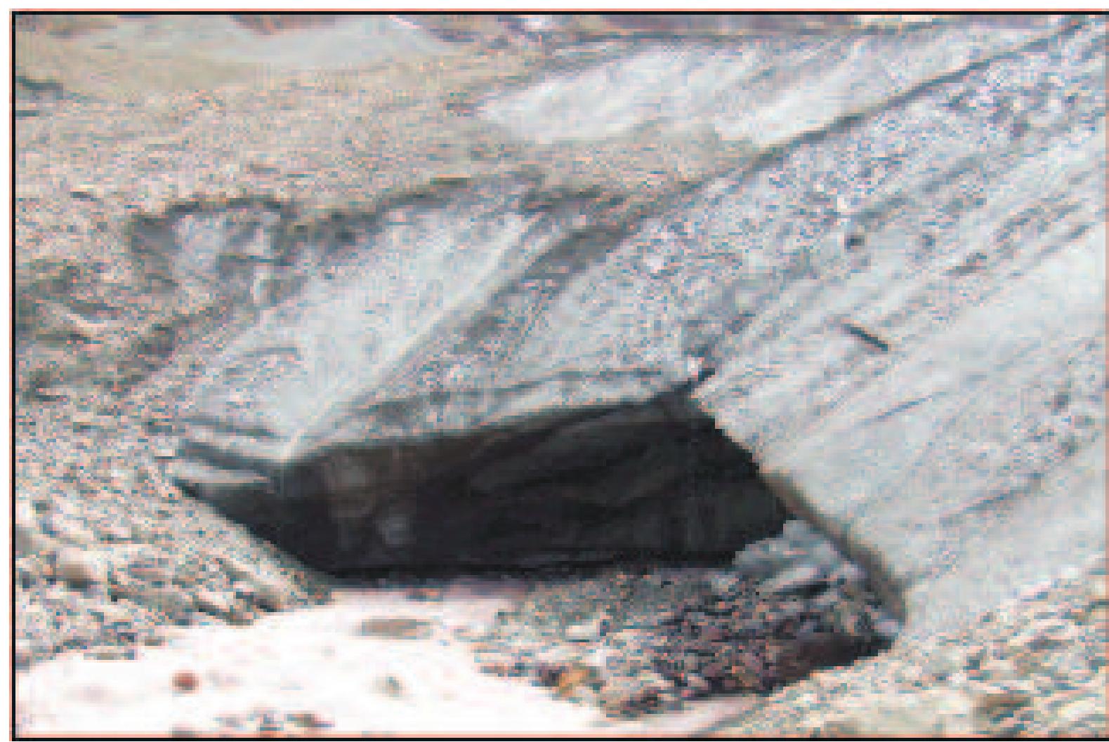Figure 51: Snout of Patsio glacier. 