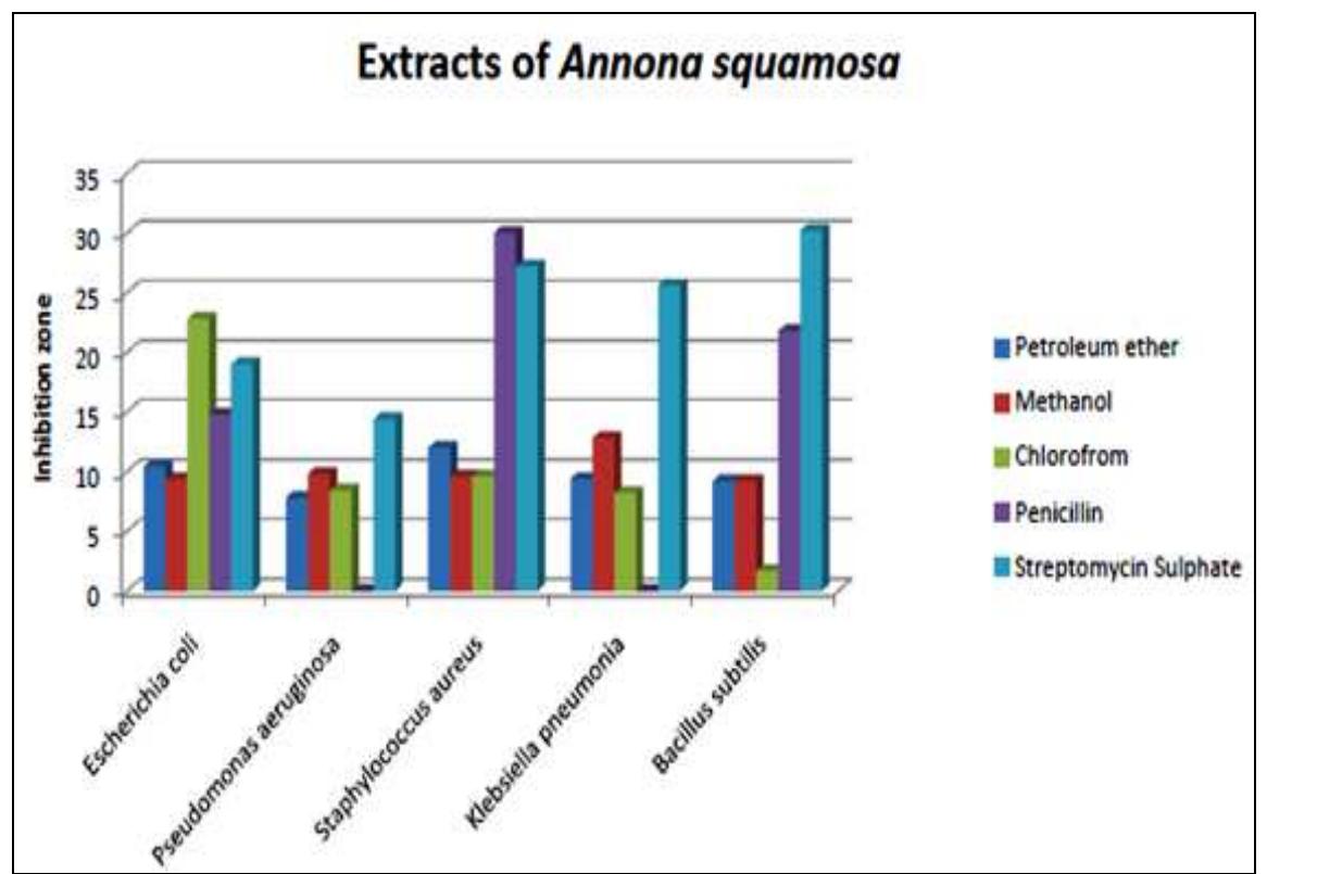 (PDF) IN VITRO EVALUATION OF ANTIBACTERIAL POTENTIAL OF ANNONA SQUAMOSA ...