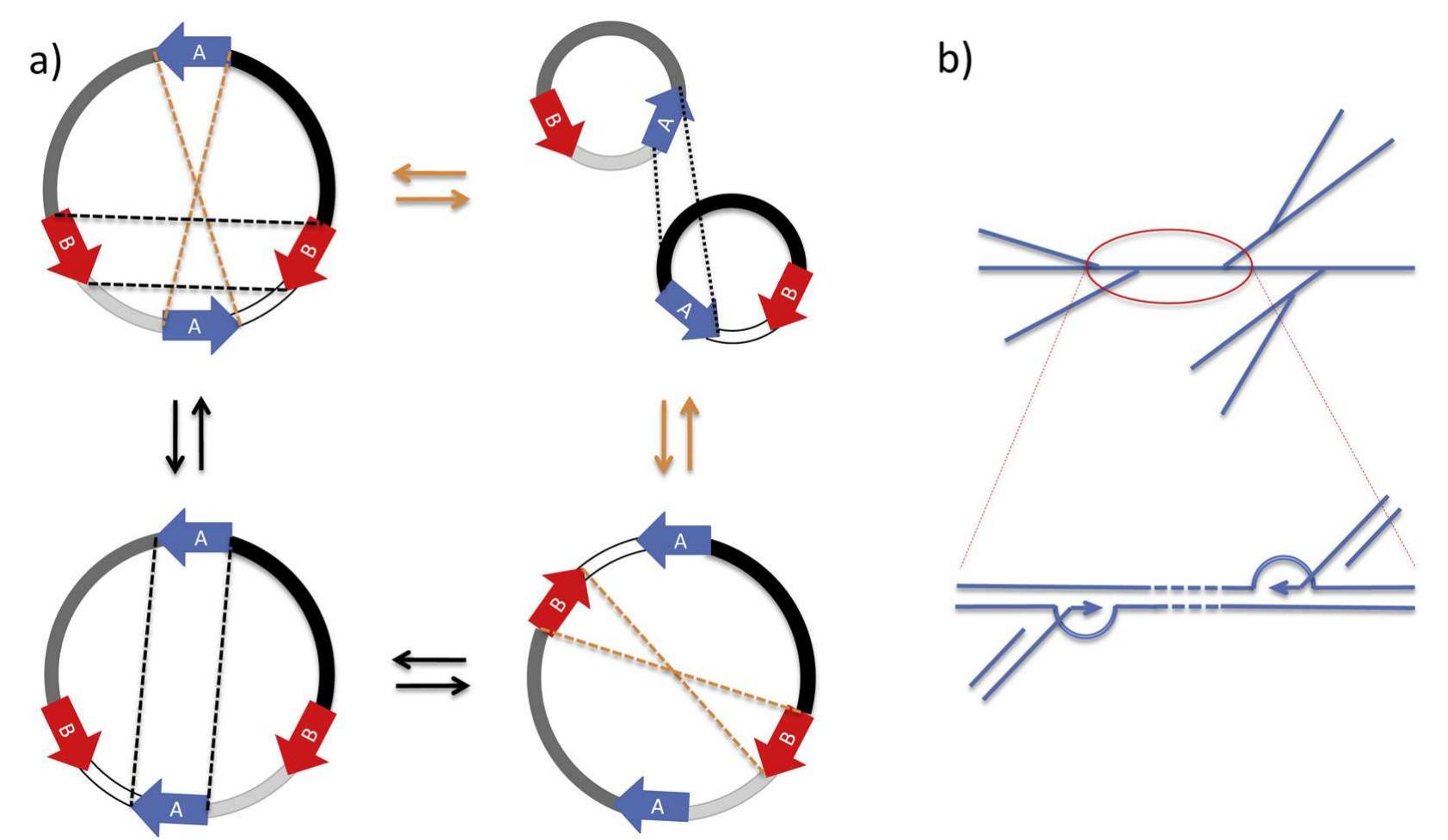 Stable Ecotype Model Circular and linear models of the mtdna structure in plants.