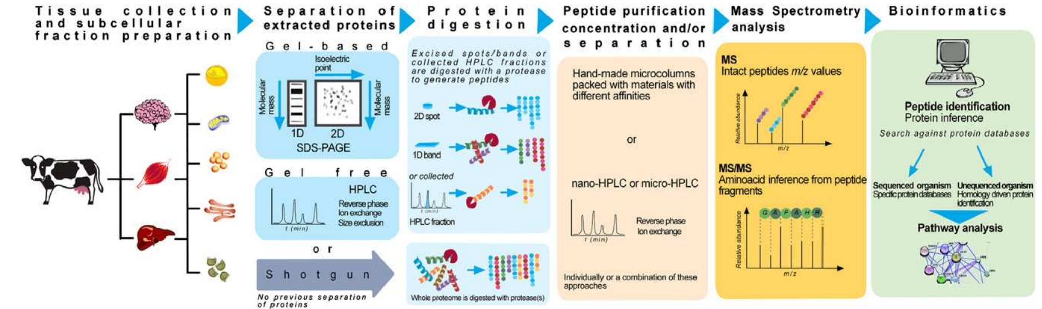 - schematic representation of the bottom-up proteomic