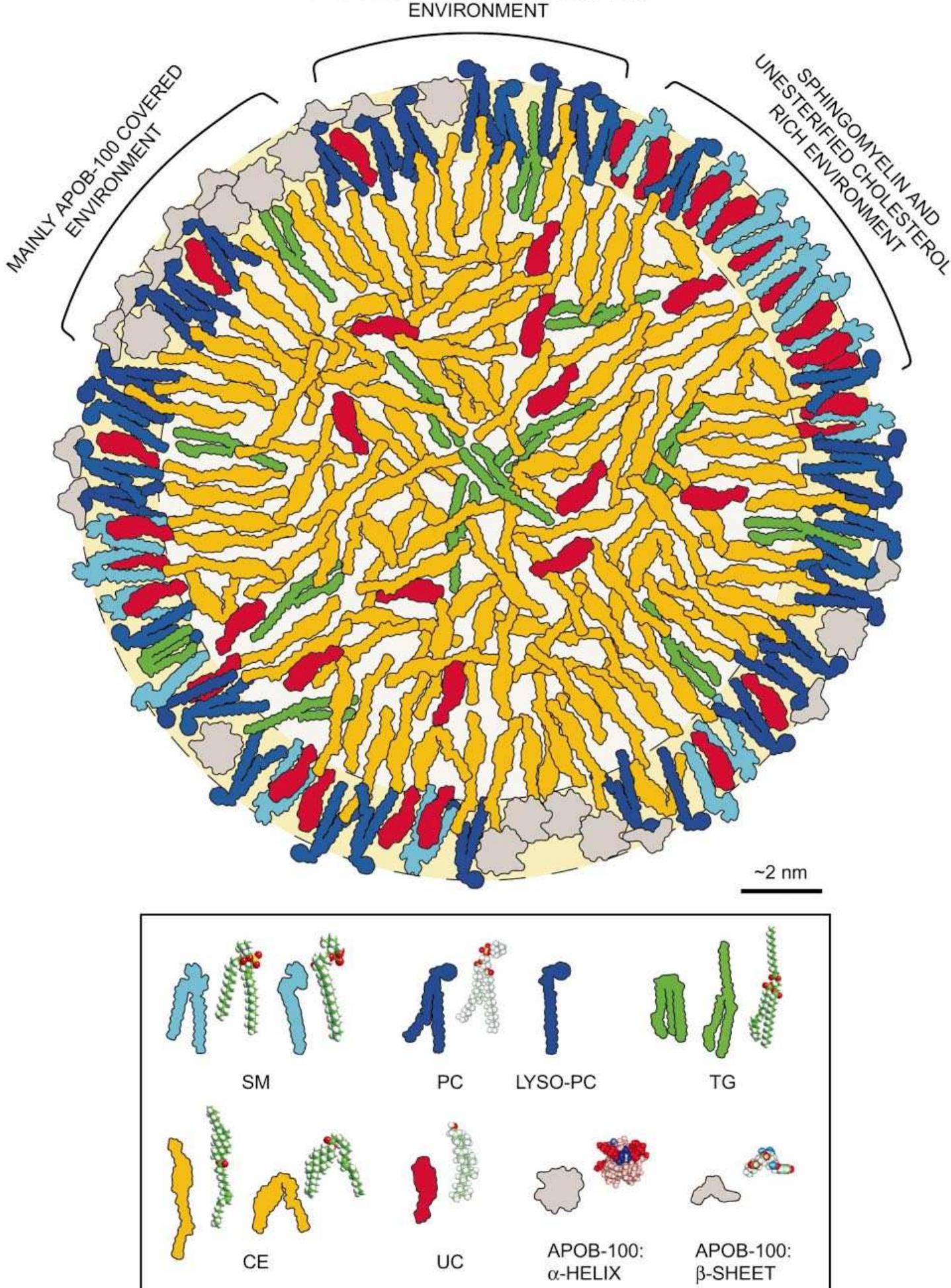 Schematic molecular model of an ldl particle at low