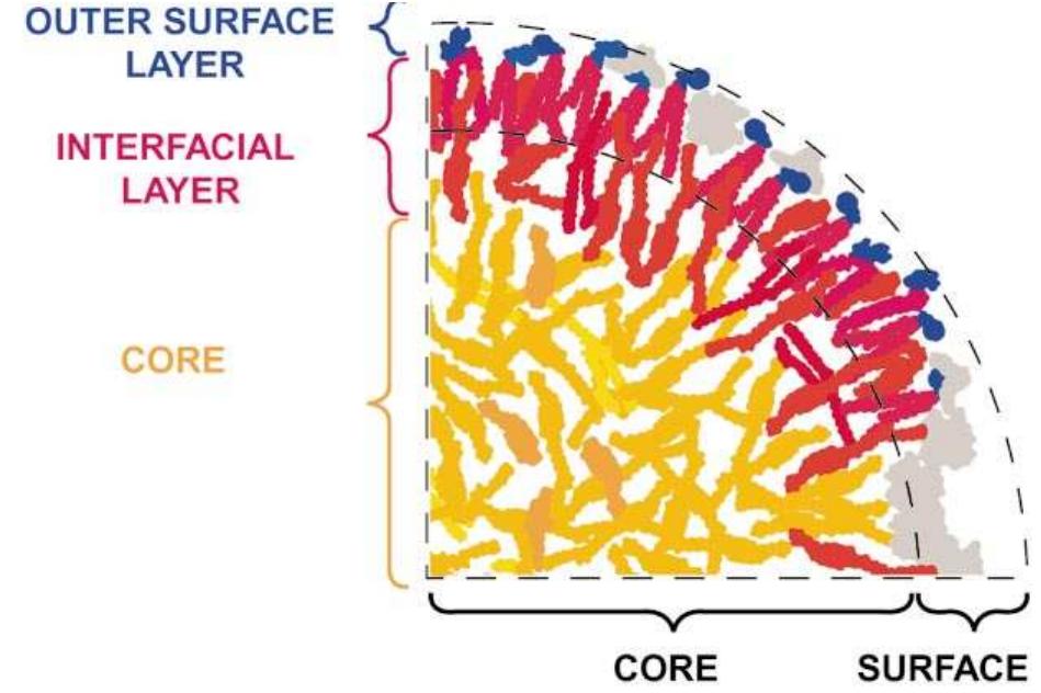 Schematic molecular model of an ldl particle at low